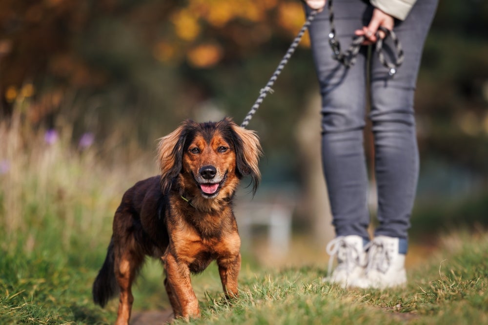 Na psicologia canina, os passeios têm um papel importante para gastar energia