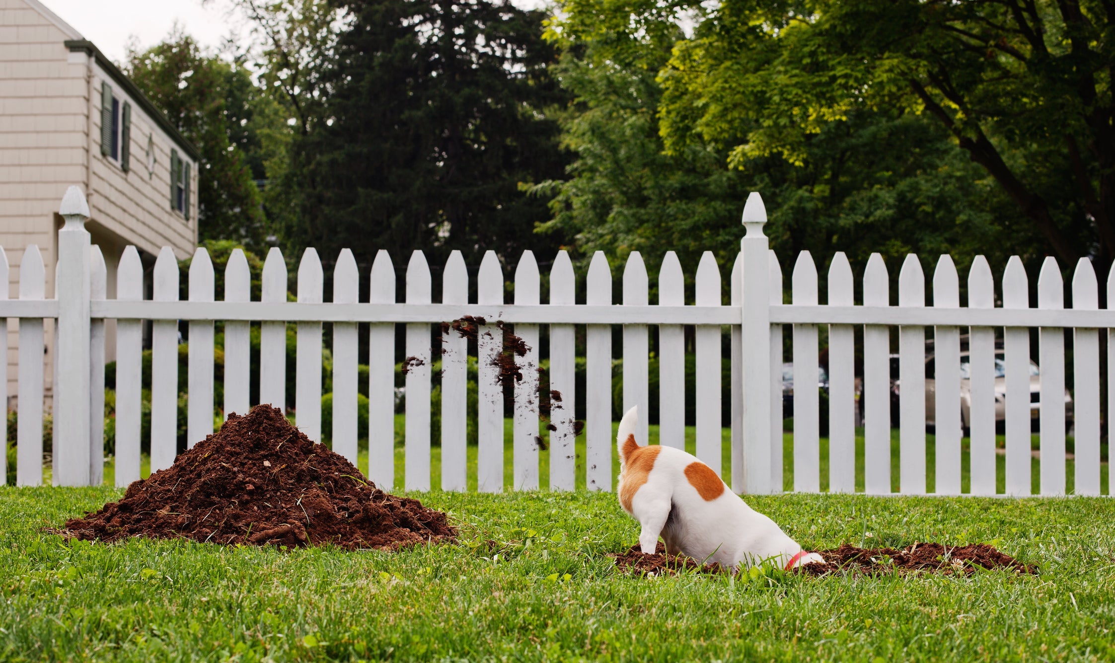 Cavar buracos no jardim é um comportamento canino instinto da espécie 