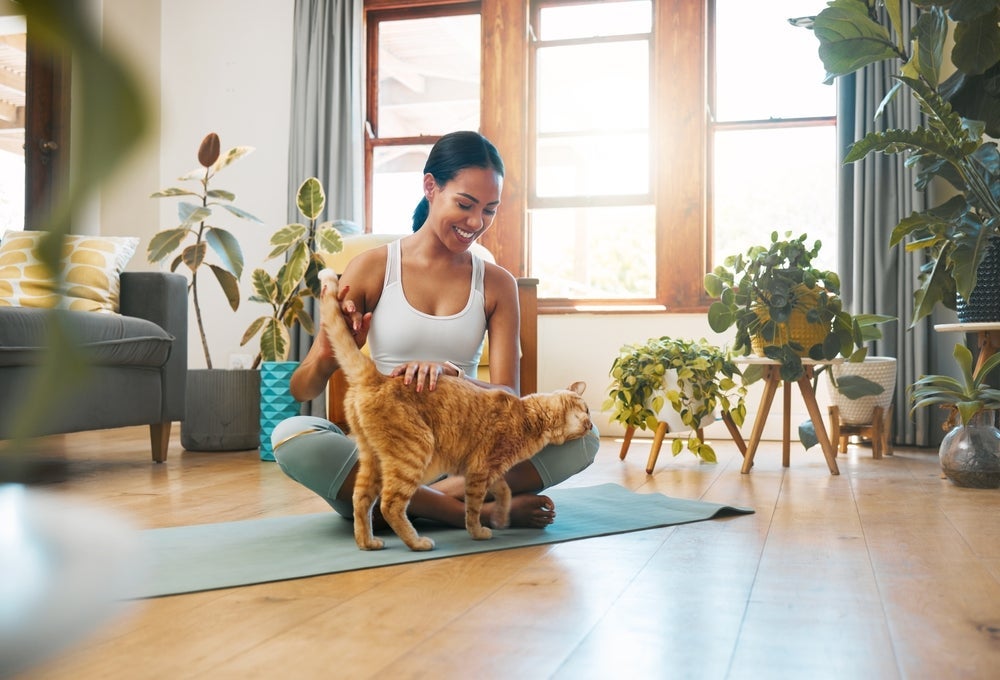 Comportamento do gato: o animal pode te seguir simplesmente porque ama a sua companhia