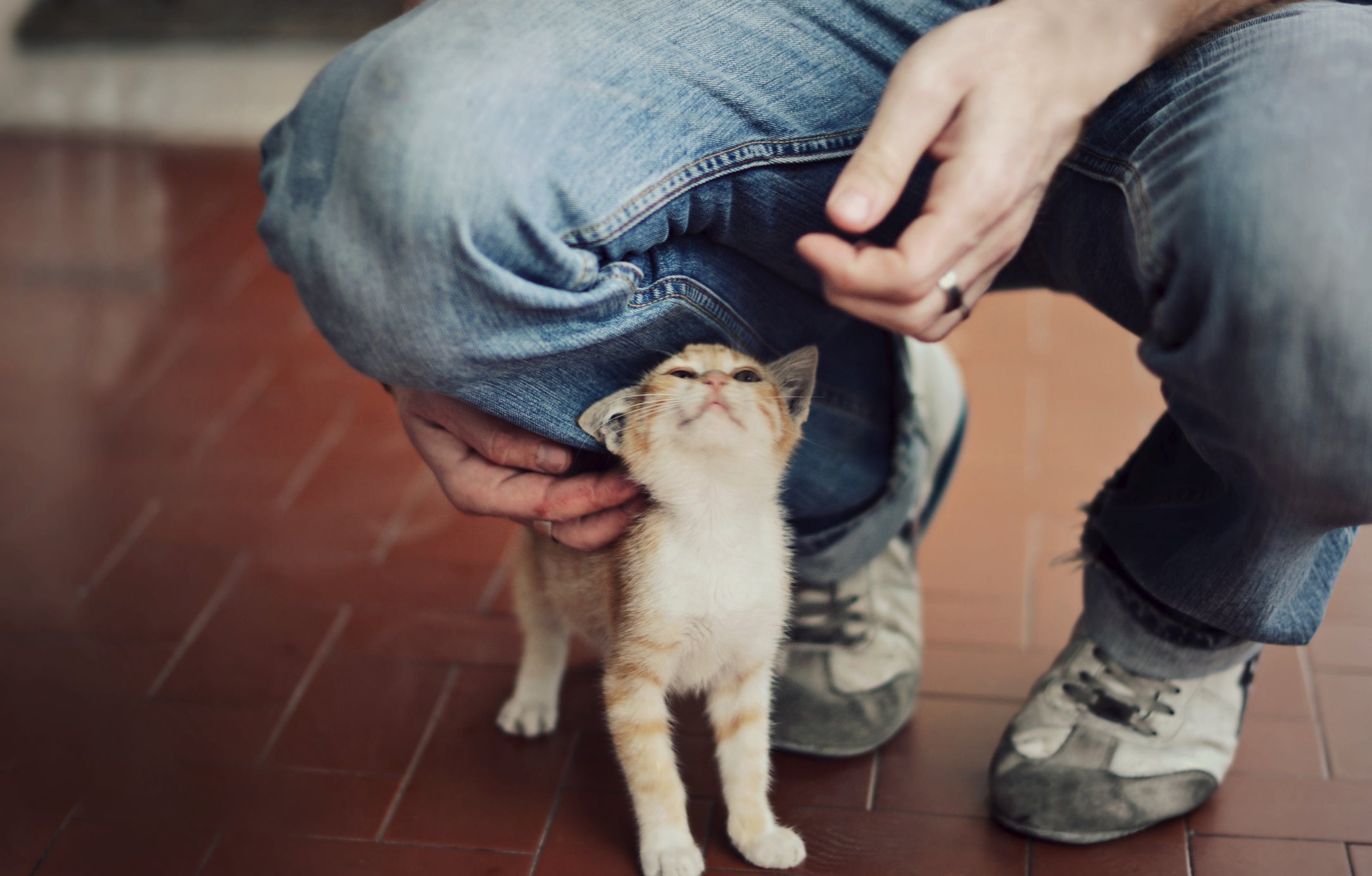 O gato se esfregando nas pernas do tutor é uma forma de marcar território
