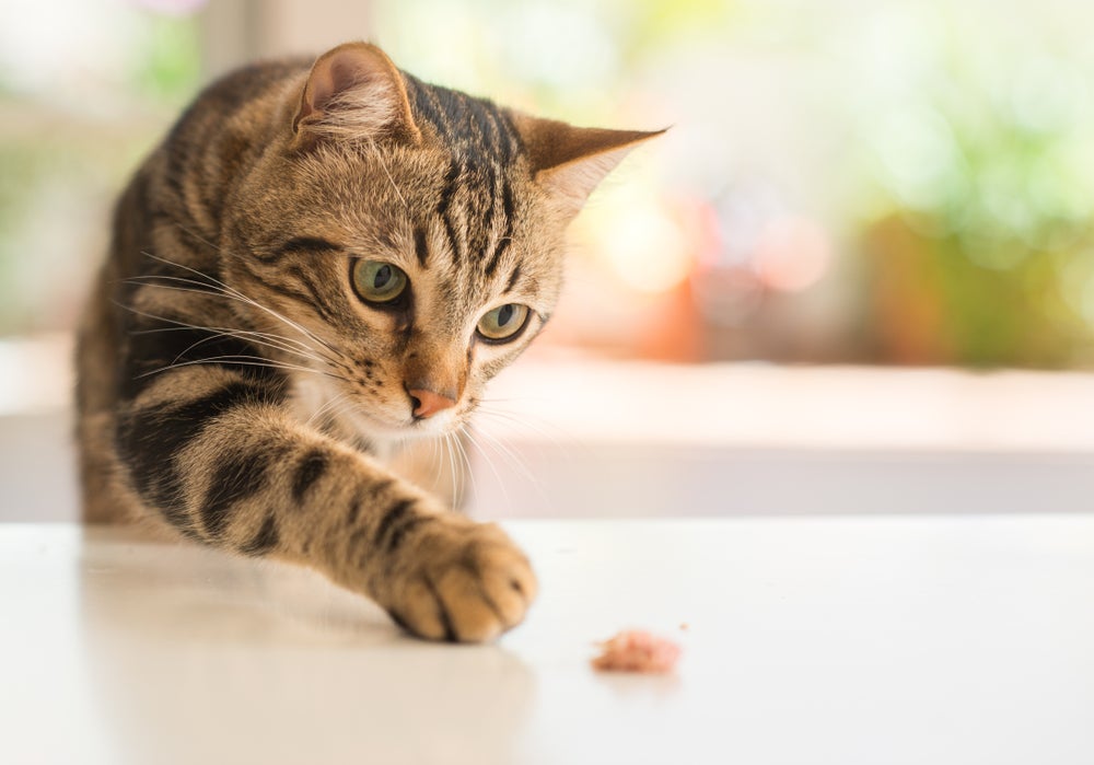 Gato jogando as coisas no chão tem a ver com o instinto selvagem de capturar presas