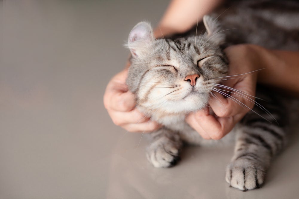 O comportamento dos gatos com a família geralmente é marcado por afeto e companheirismo