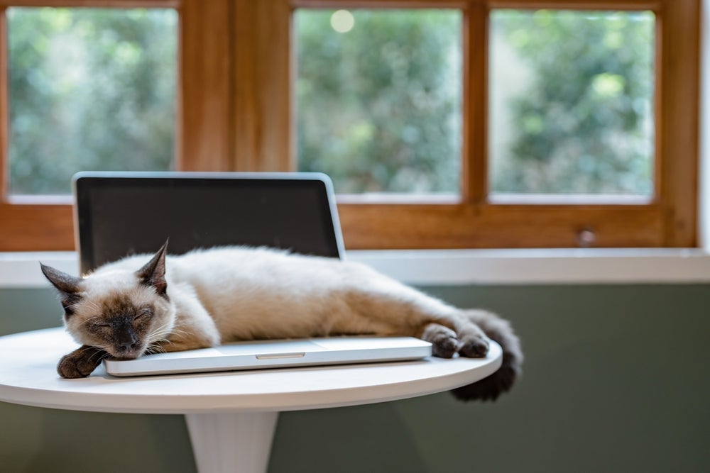 Gato deitado em cima do notebook pode ser sinônimo de diversão para o seu pet