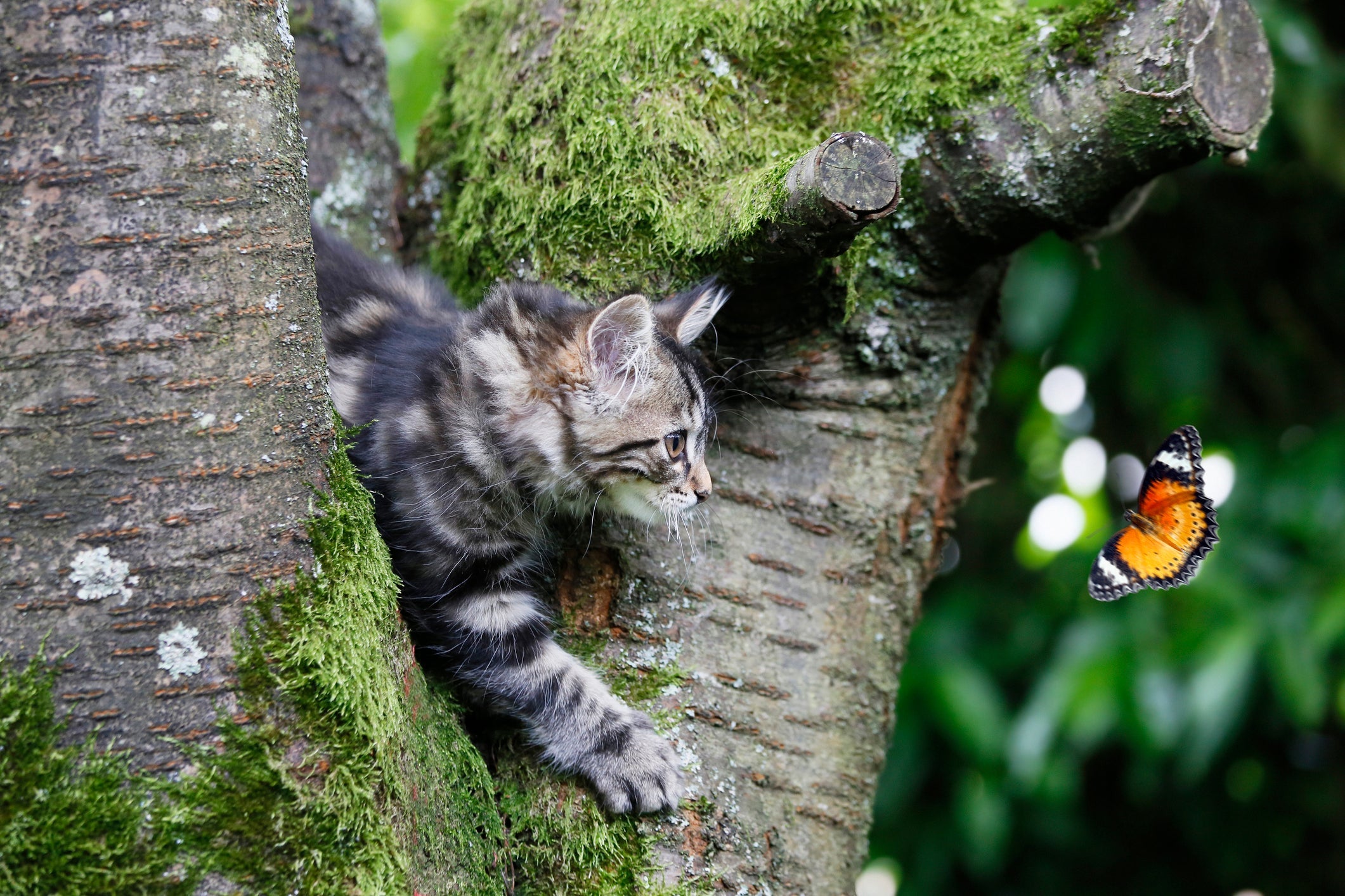  O gato caçador é astuto e esperto