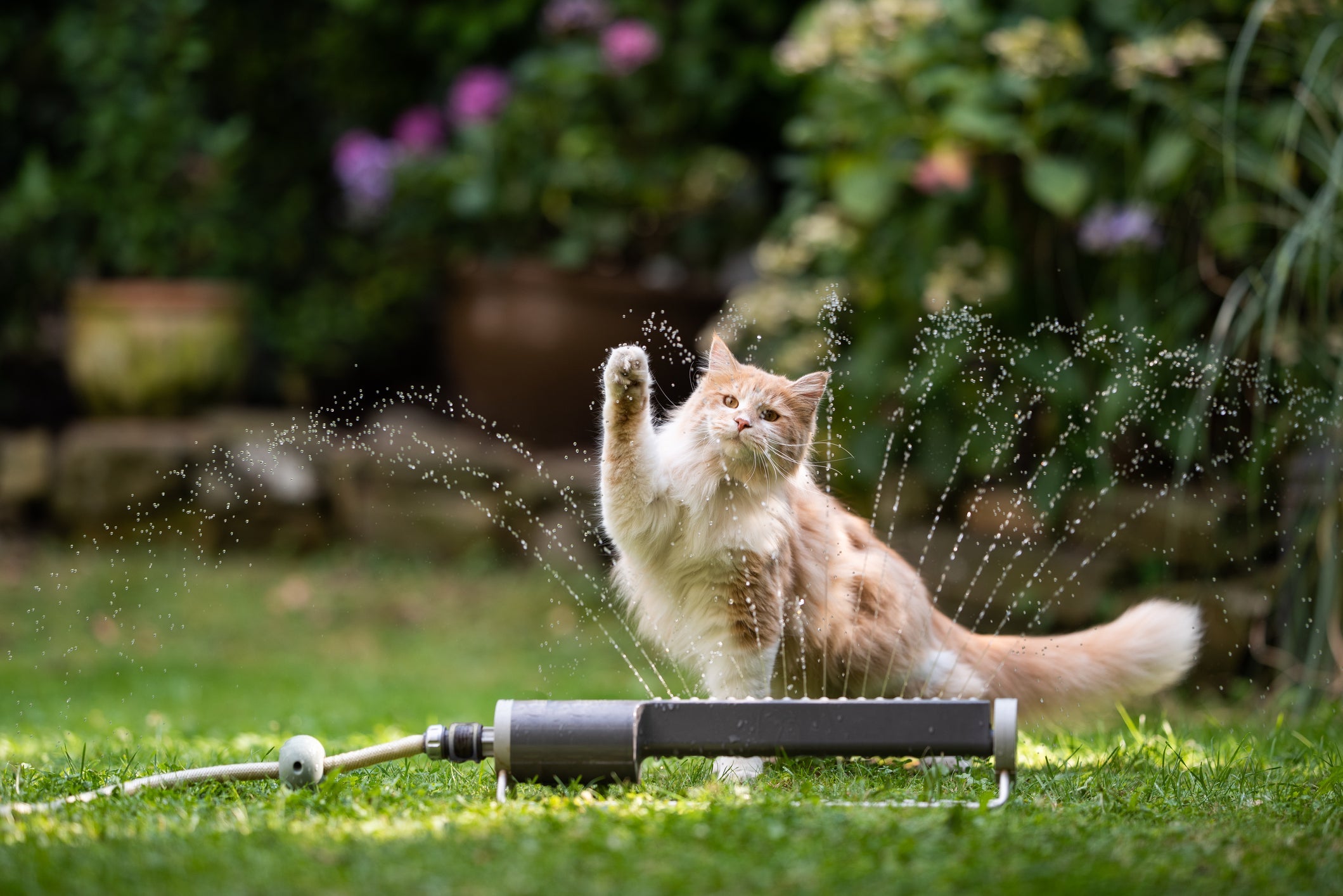Já se perguntou por que gato não gosta de água? Veja se essa afirmação é verdadeira!