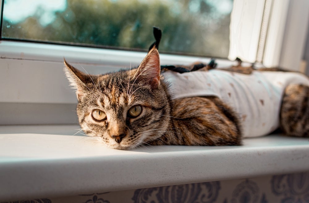 O gato castrado tende a ficar mais tranquilo após cirurgia 