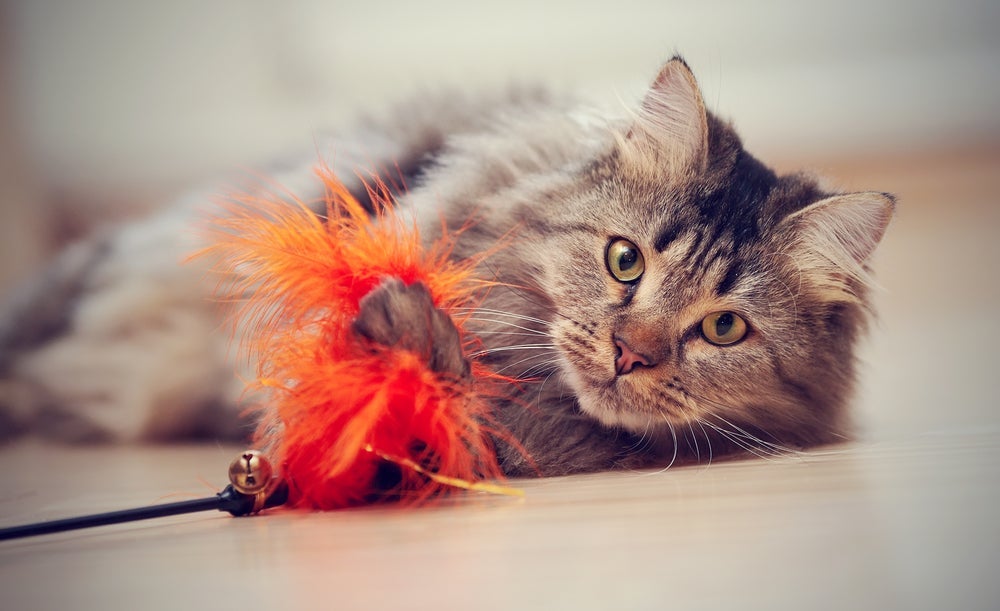 O comportamendo do gato caçador não deve ser reprimido, mas sim redirecionado com brinquedos e brincadeiras