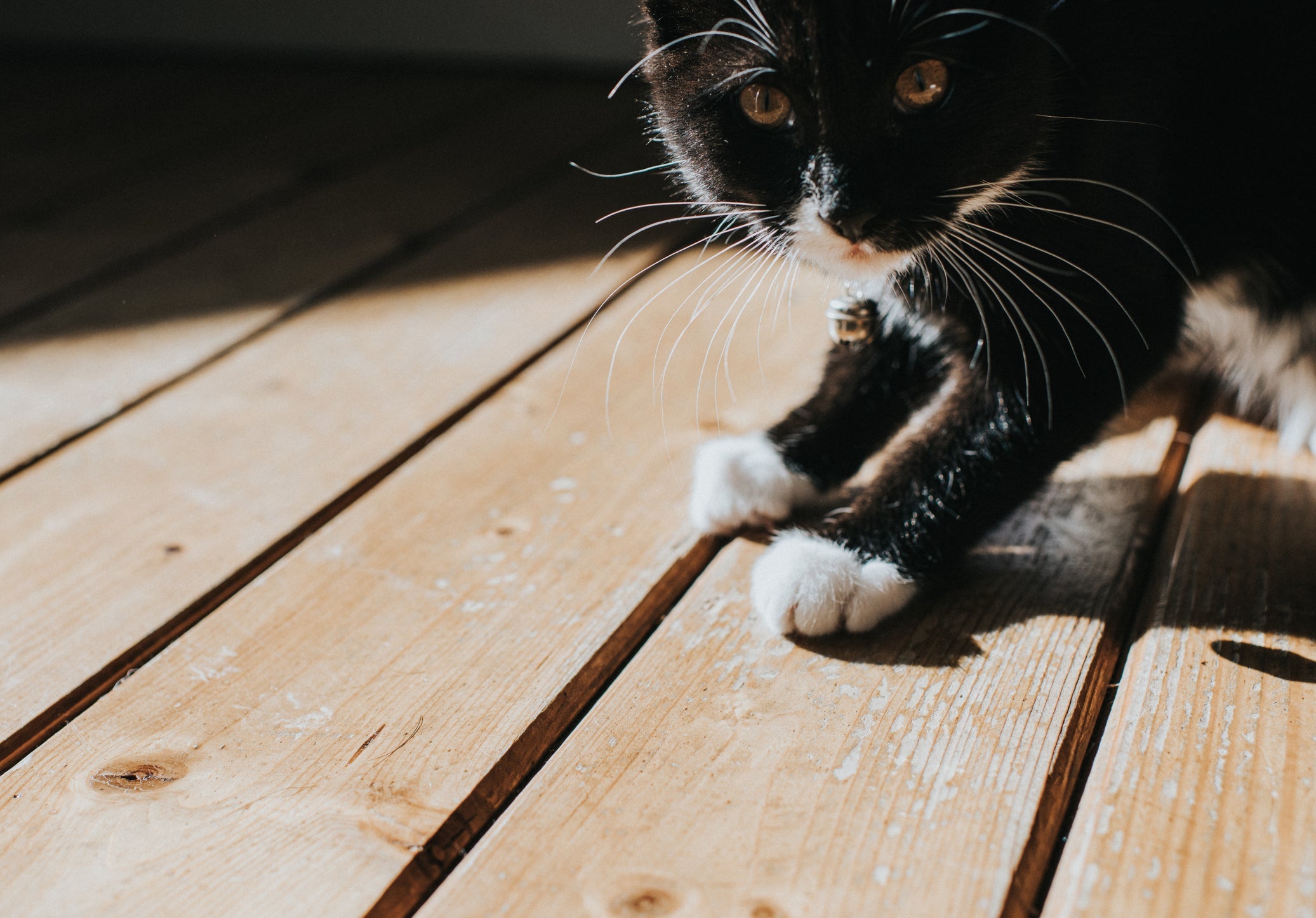 Comportamento de gatos: significado dos instintos selvagens dizem muita coisa sobre os bichanos