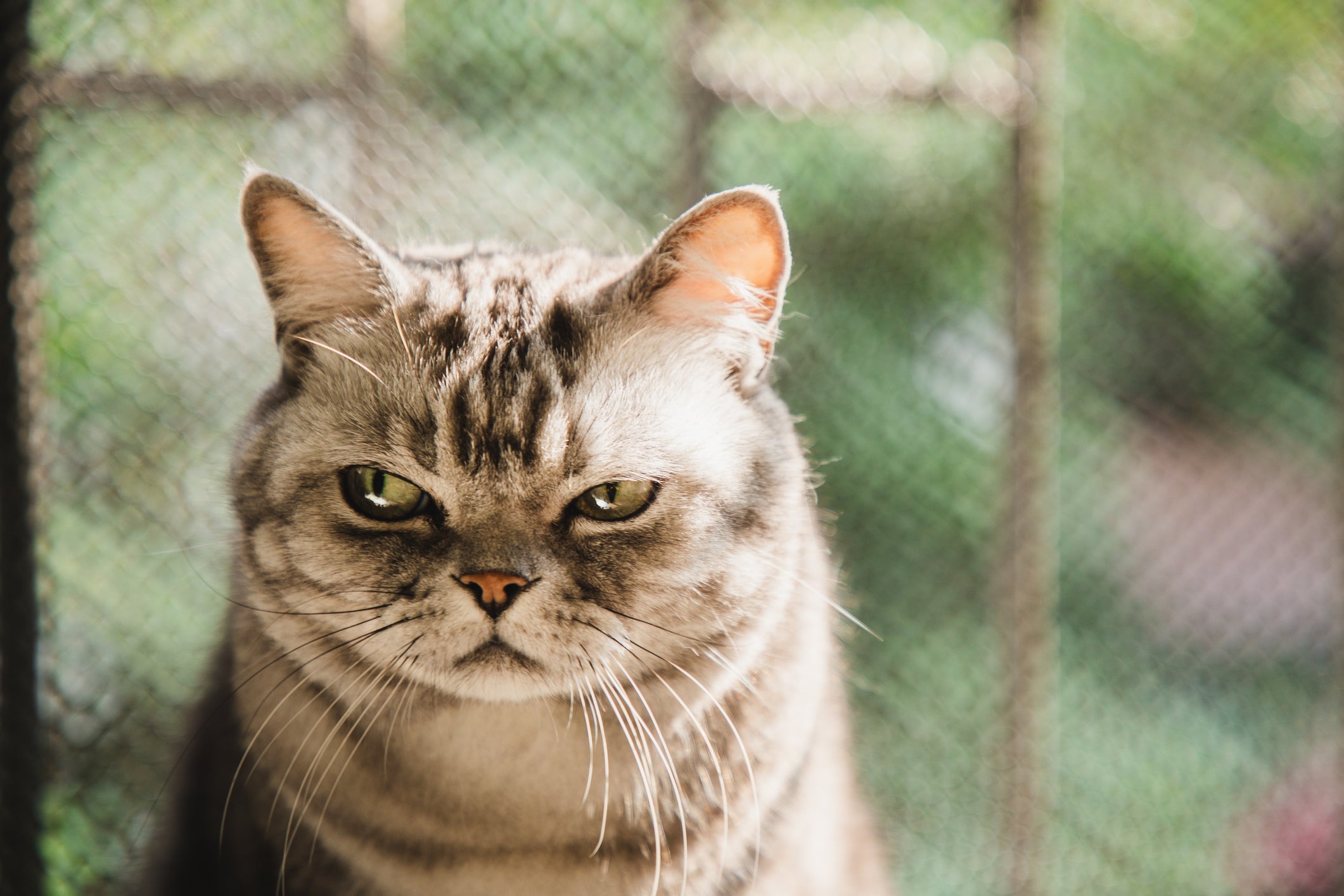Comportamento dos gatos: quando sentem falta de um espaço só seu, eles podem sim ficar emburrados