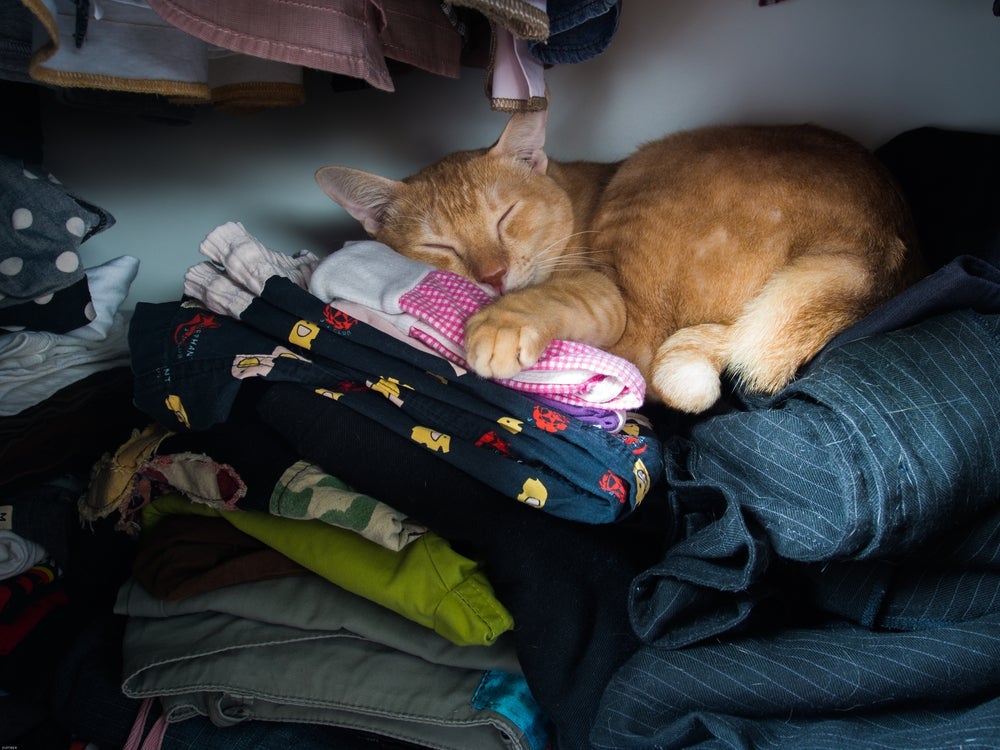 Comportamento felino: gato dormindo em cima das roupas do dono pode ser uma demonstração de carinho do animal.