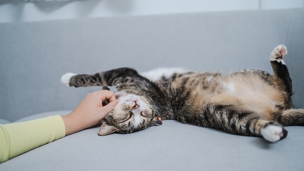 Uma dica valiosa de como dar comprimido para gato bravo é massagear e fazer carinho na região da boca antes