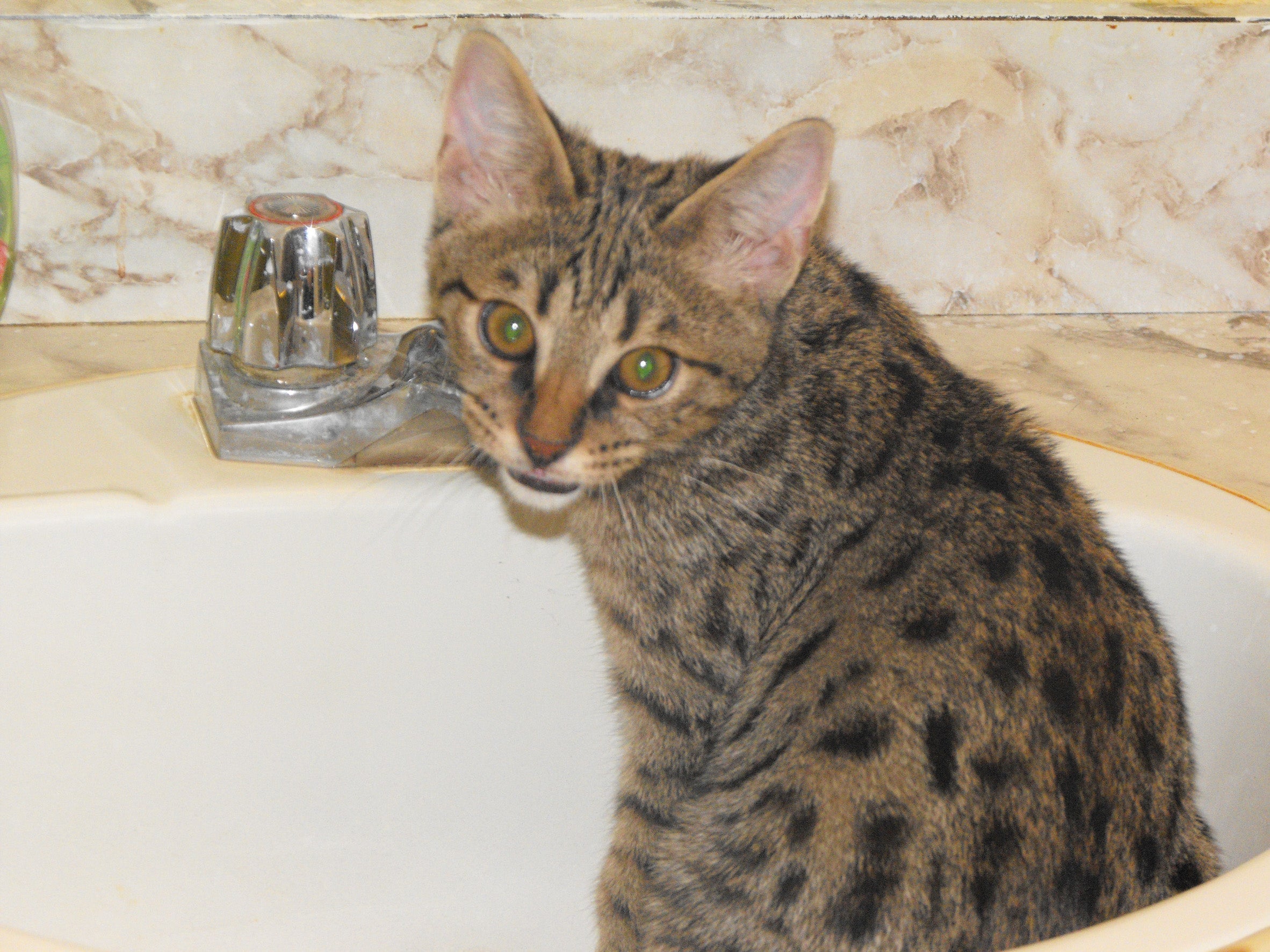 O gato Savannah é muito comparado com os cachorros e pode até usar coleira