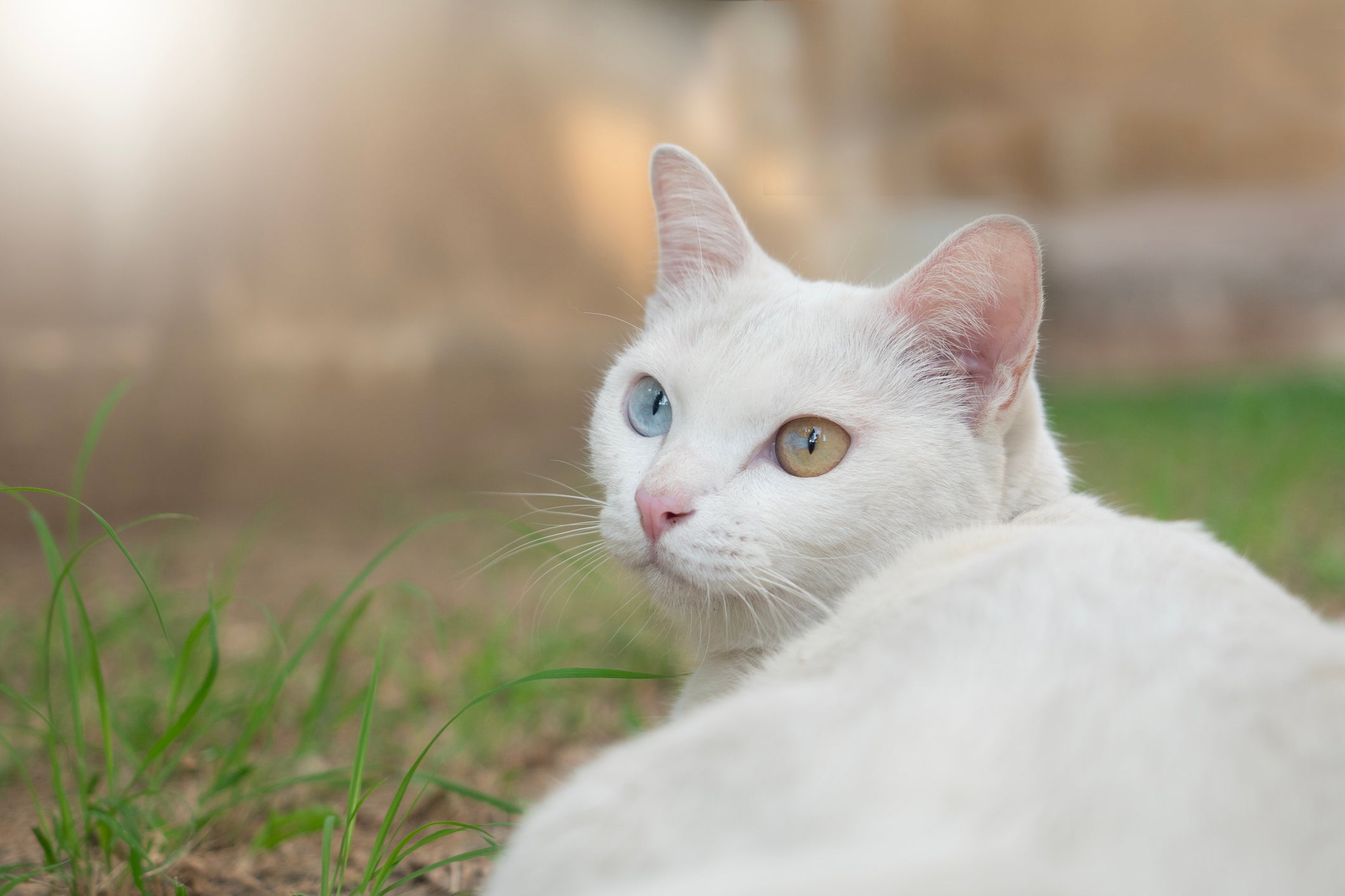 Os nomes para gatos, branco ou de outras cores, também pode ser mais genérico