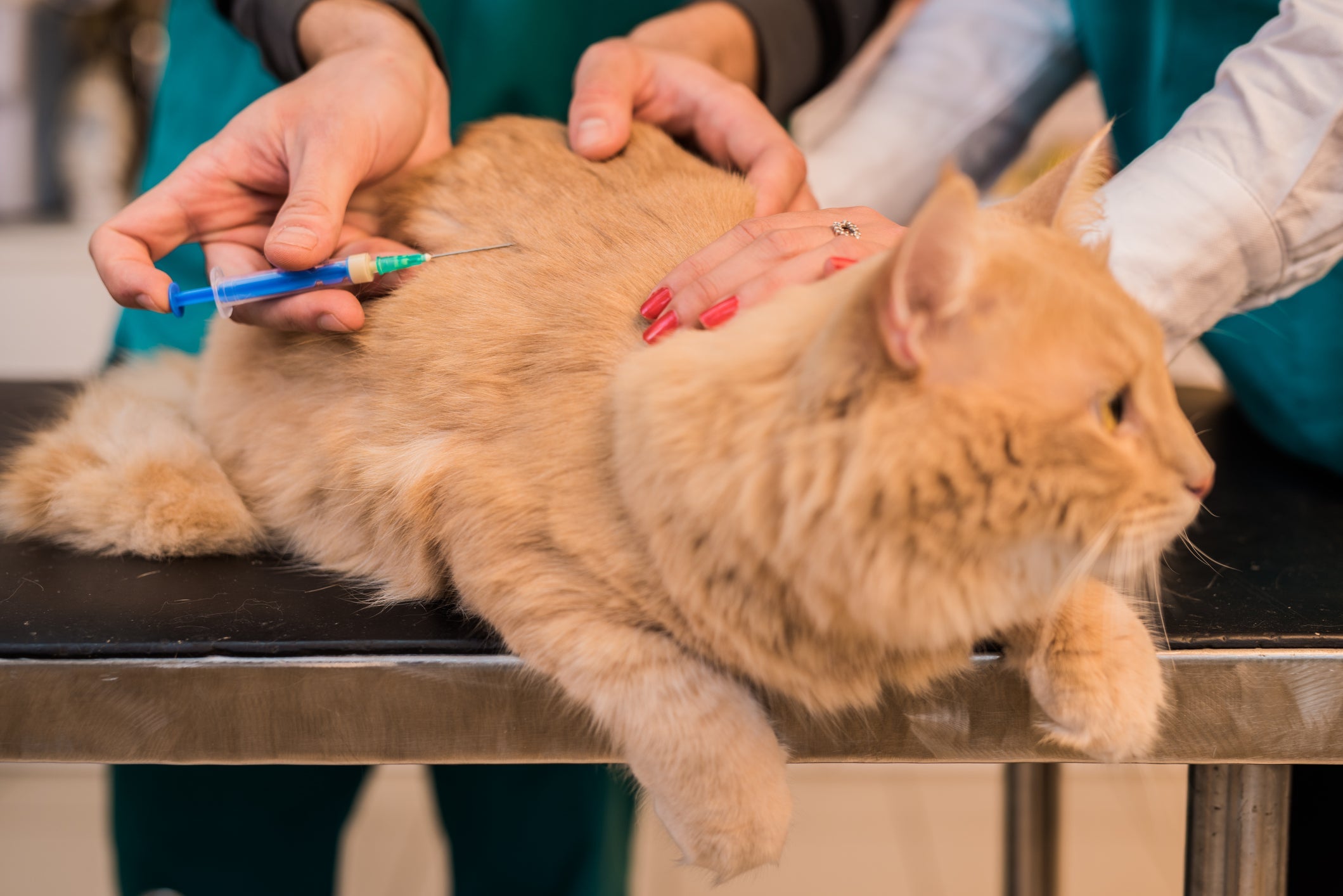 Vacinação: gatos que recebem as imunizações não obrigatórias estão mais protegidos contra doenças graves