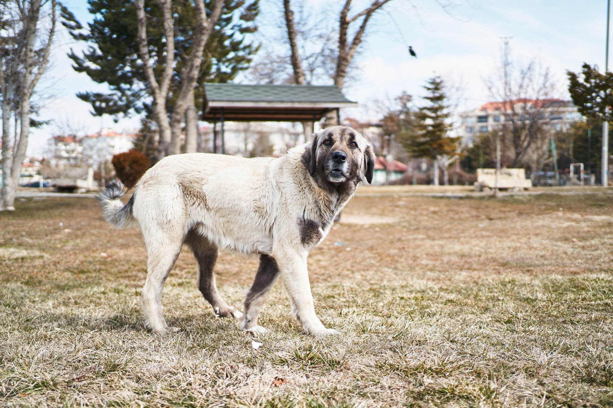 O cachorro Kangal se dá bem com humanos, mas pode ser agressivo com outros animais