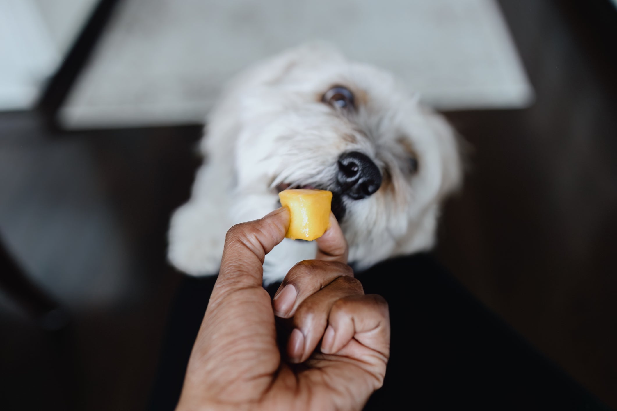 Tratamento das doenças gastrointestinais em cães pode envolver uma dieta rica em fibras e menos calórica