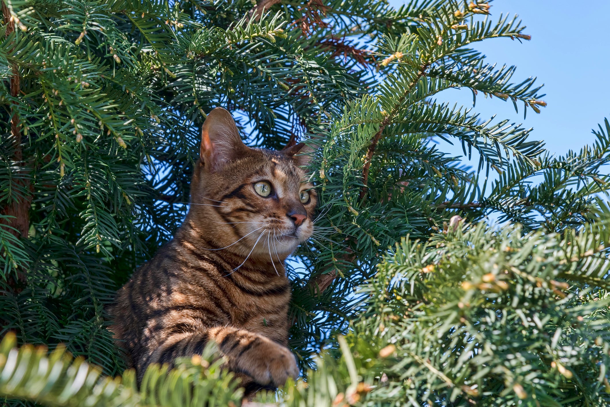A raça Toyger é muito curiosa e movida por instintos bem aguçados