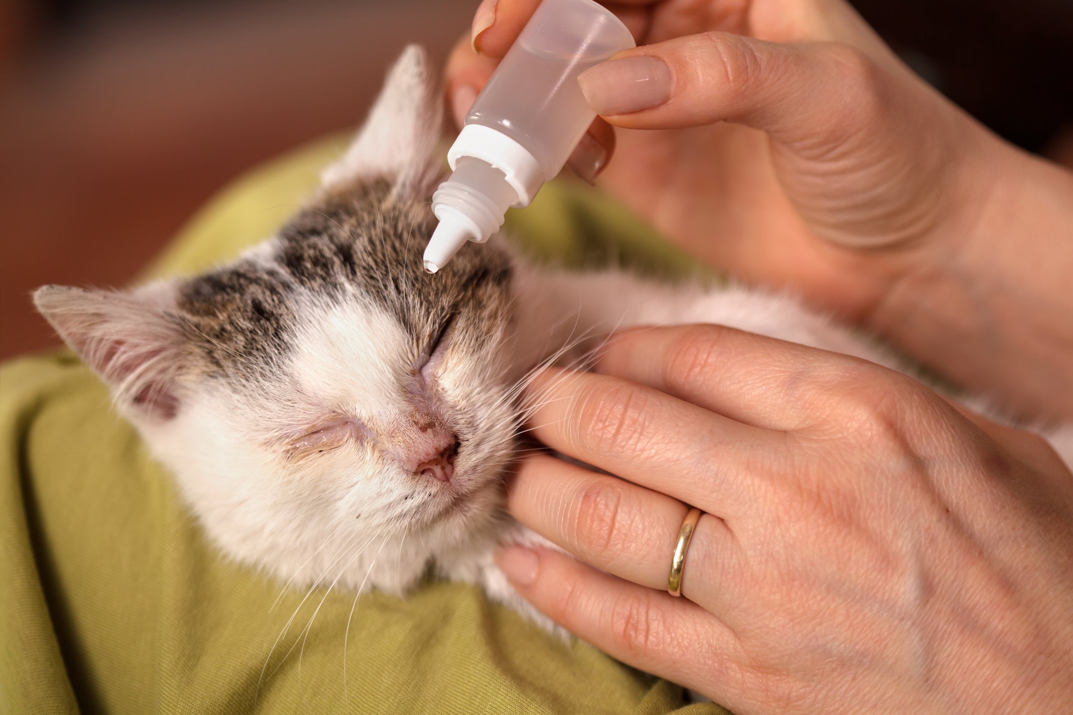 O colírio para conjuntivite felina é uma das formas de tratamento da doença