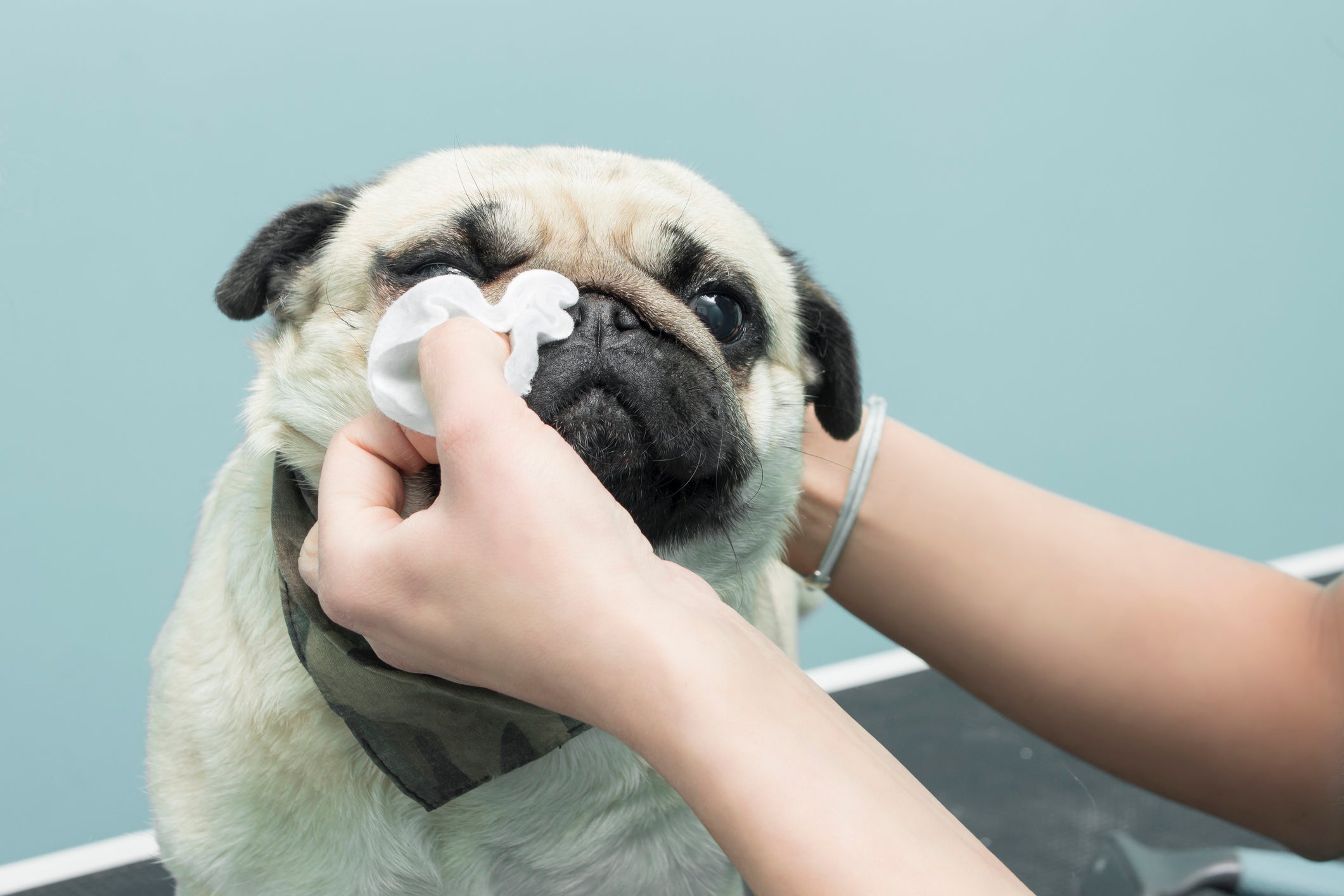 Quem tem um cão braquicefálico deve realizar a limpeza dos olhos do pet com frequência