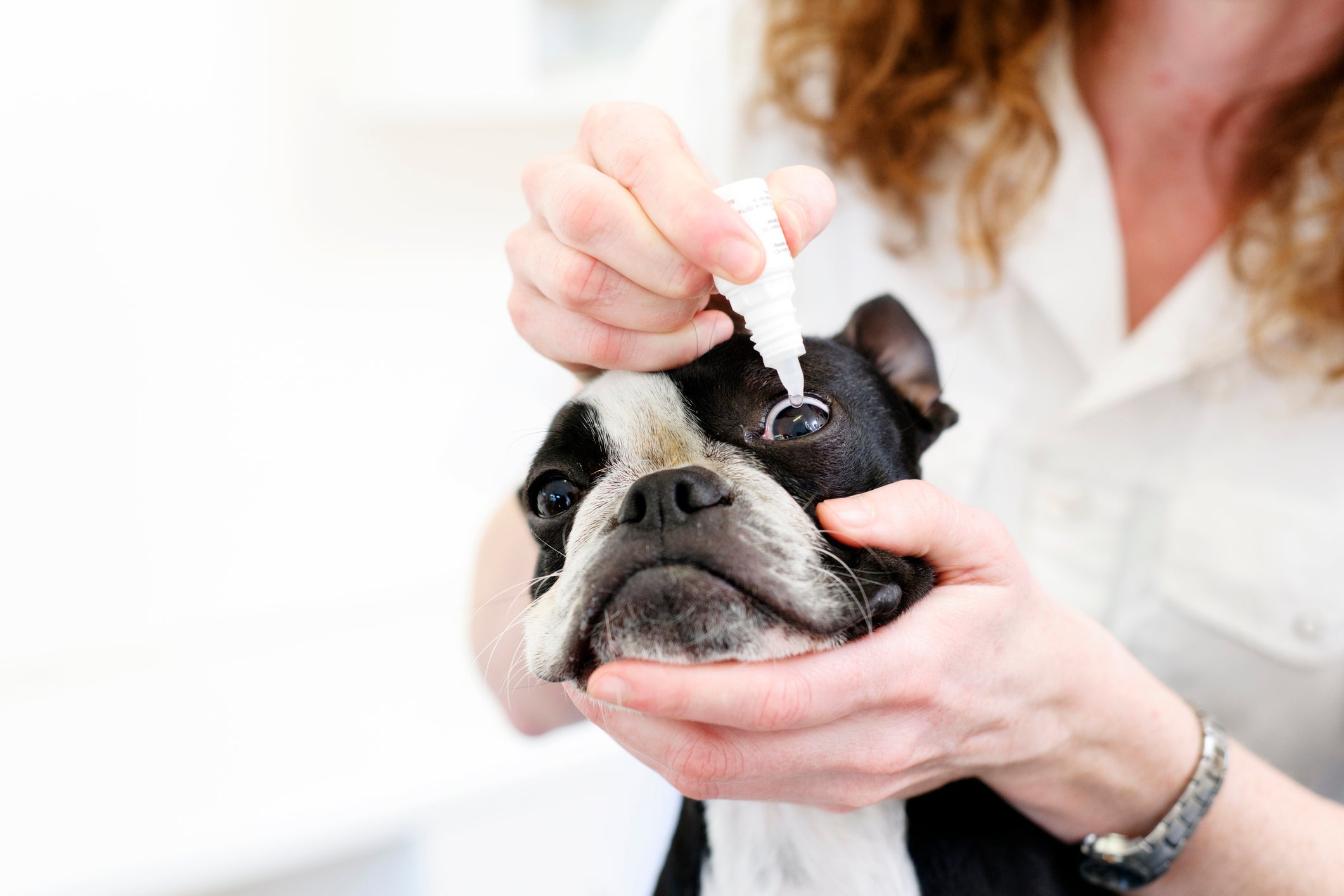 A conjuntivite em cachorros pode ser tratada com uso de colírios especiais