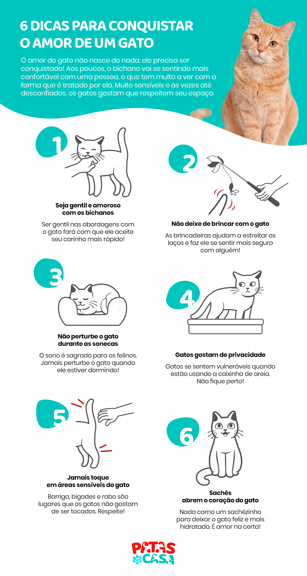 Saiba como fazer um gato gostar de você