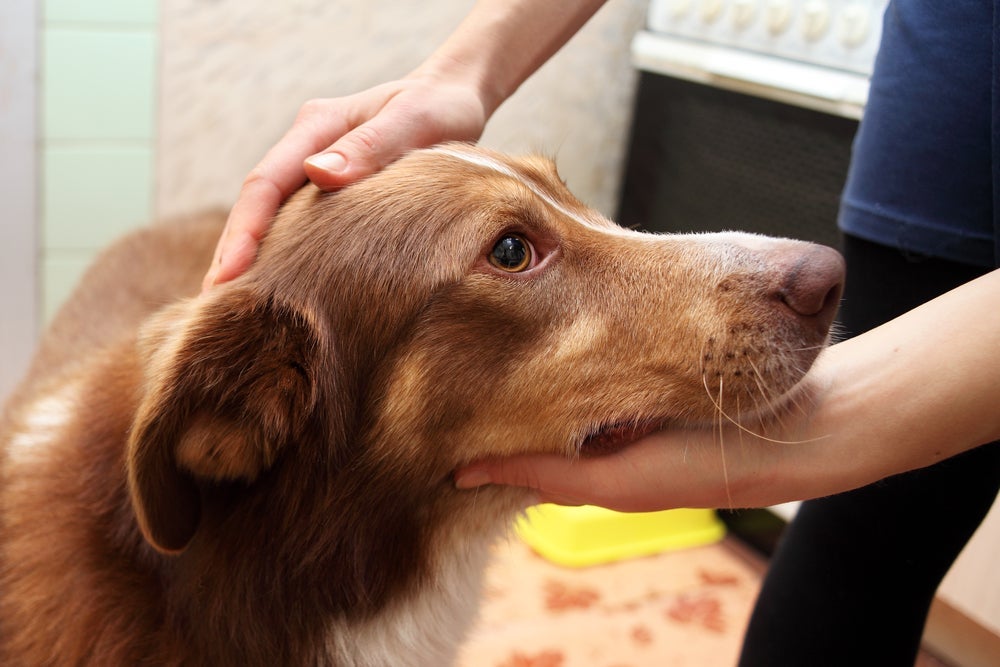 Depois da convulsão em cachorro, você precisa ajudar o seu amigo a voltar ao normal