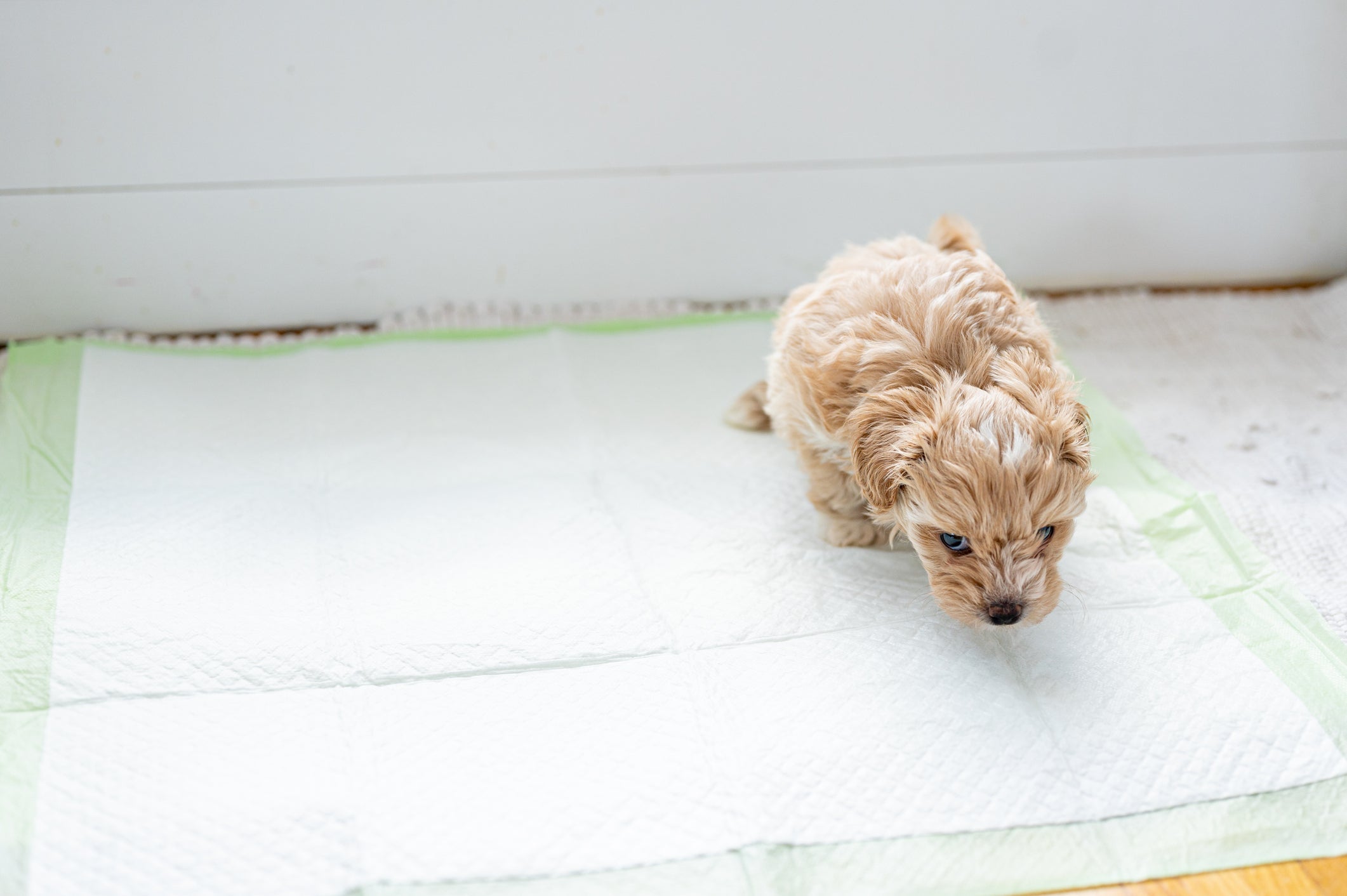 A cor do xixi do cachorro saudável é um amarelo clarinho, sem cheiro e sem presença de sedimentos