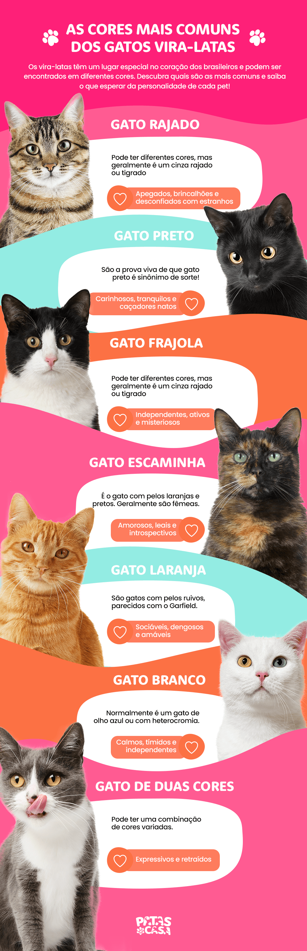 As cores de gato vira-lata podem surpreender, assim como a personalidade de cada bichano