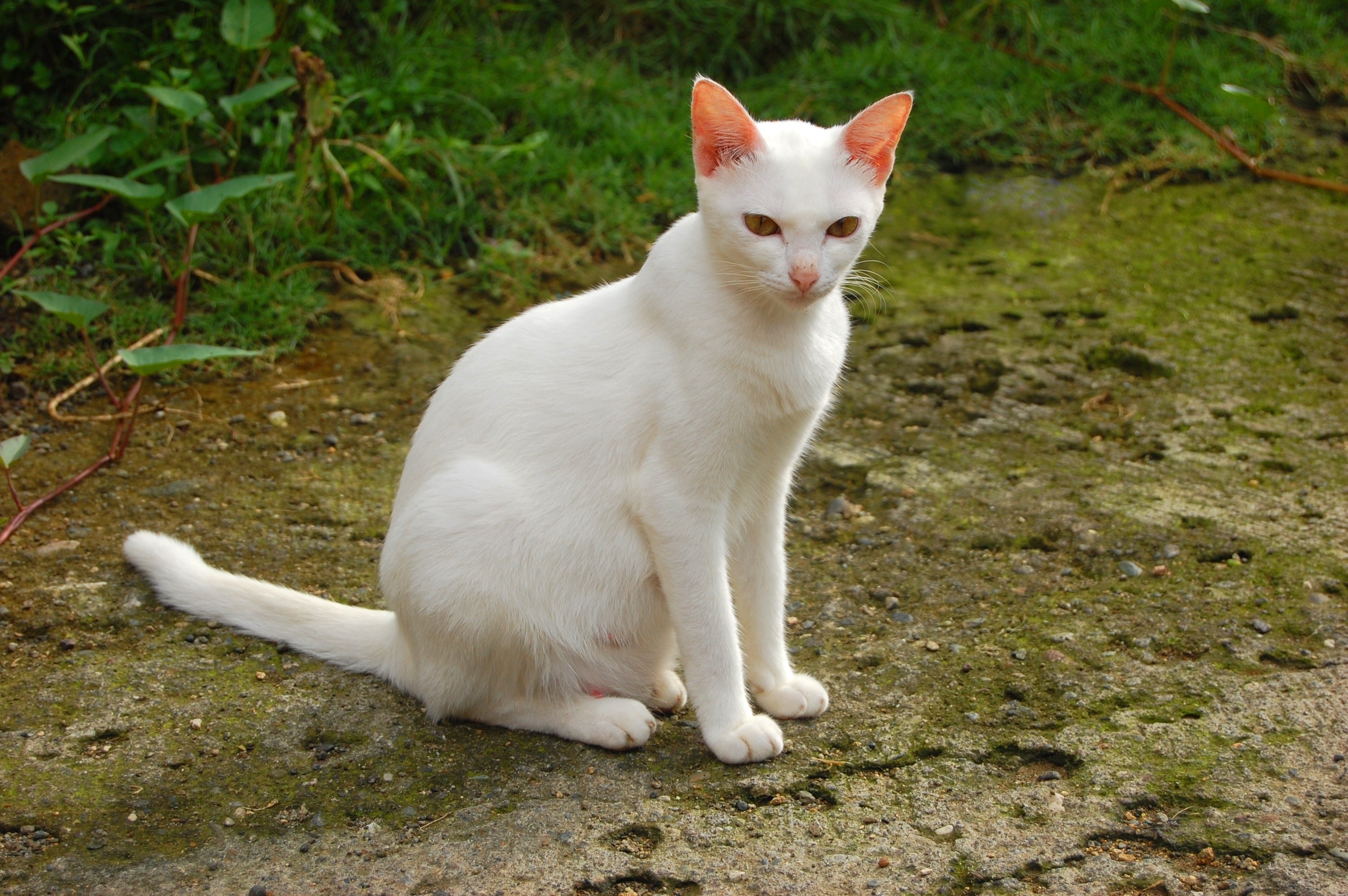 O gato albino é a coloração mais rara que existe 