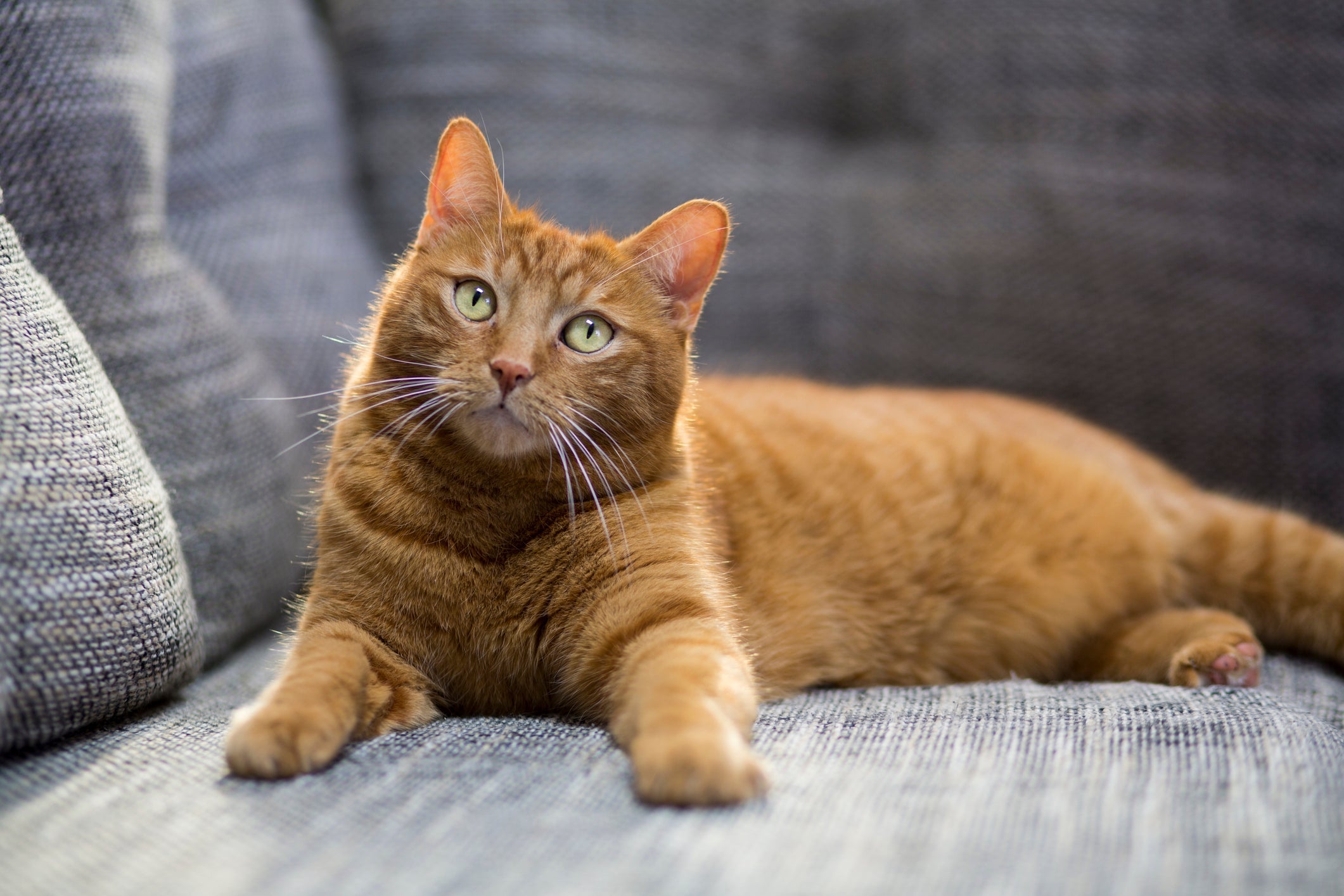 O gato laranja pode apresentar padrões de coloração diferentes