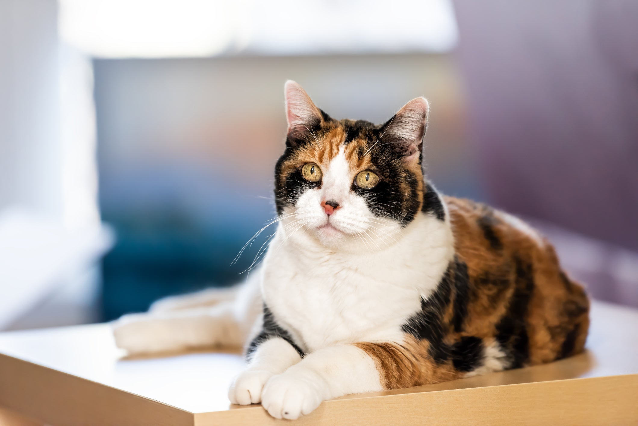 Os gatos tricolores possuem a cor preta, laranja e branca