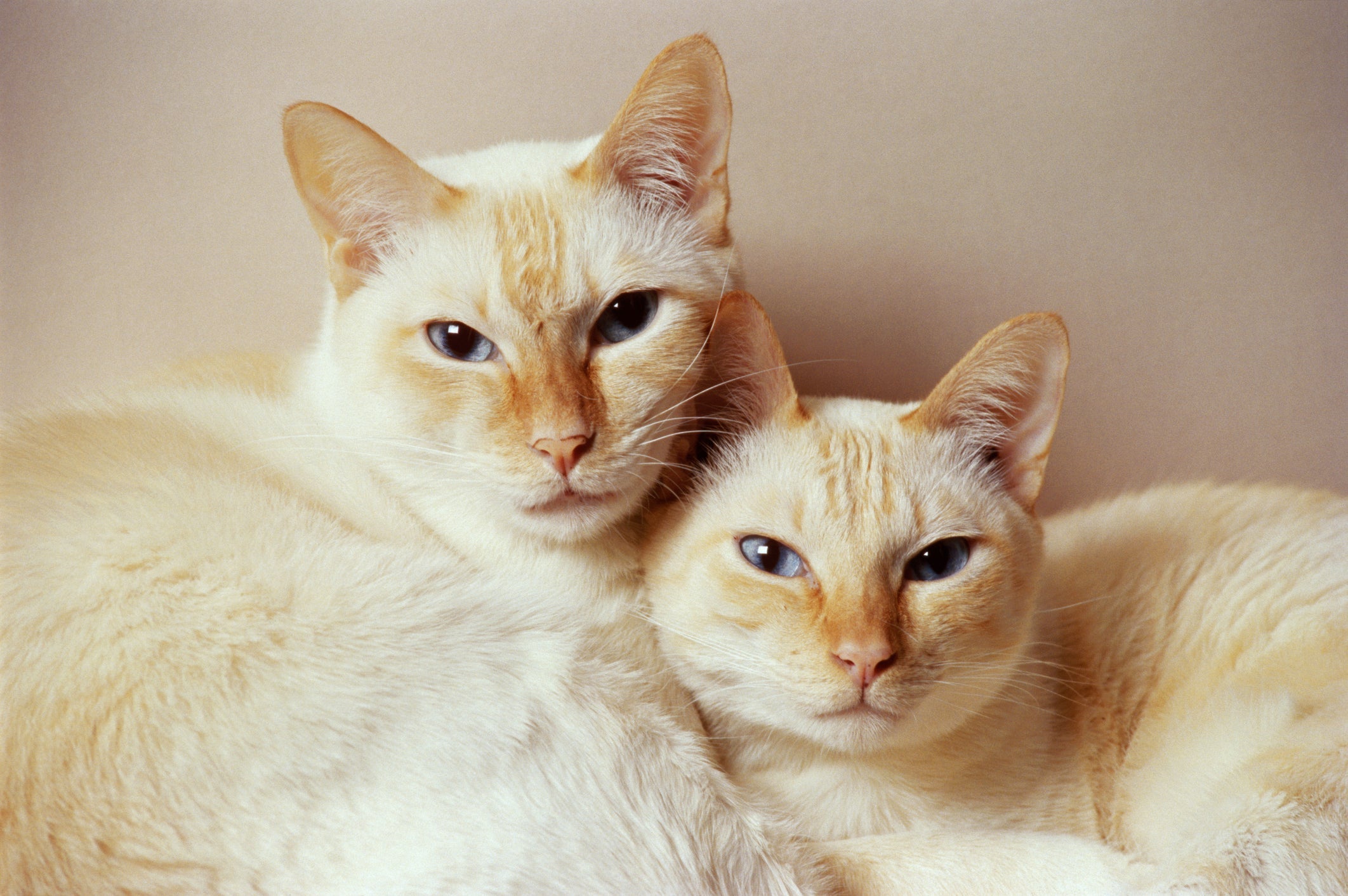 O gato Red Point apresenta coloração alaranjada nas extremidades do corpo