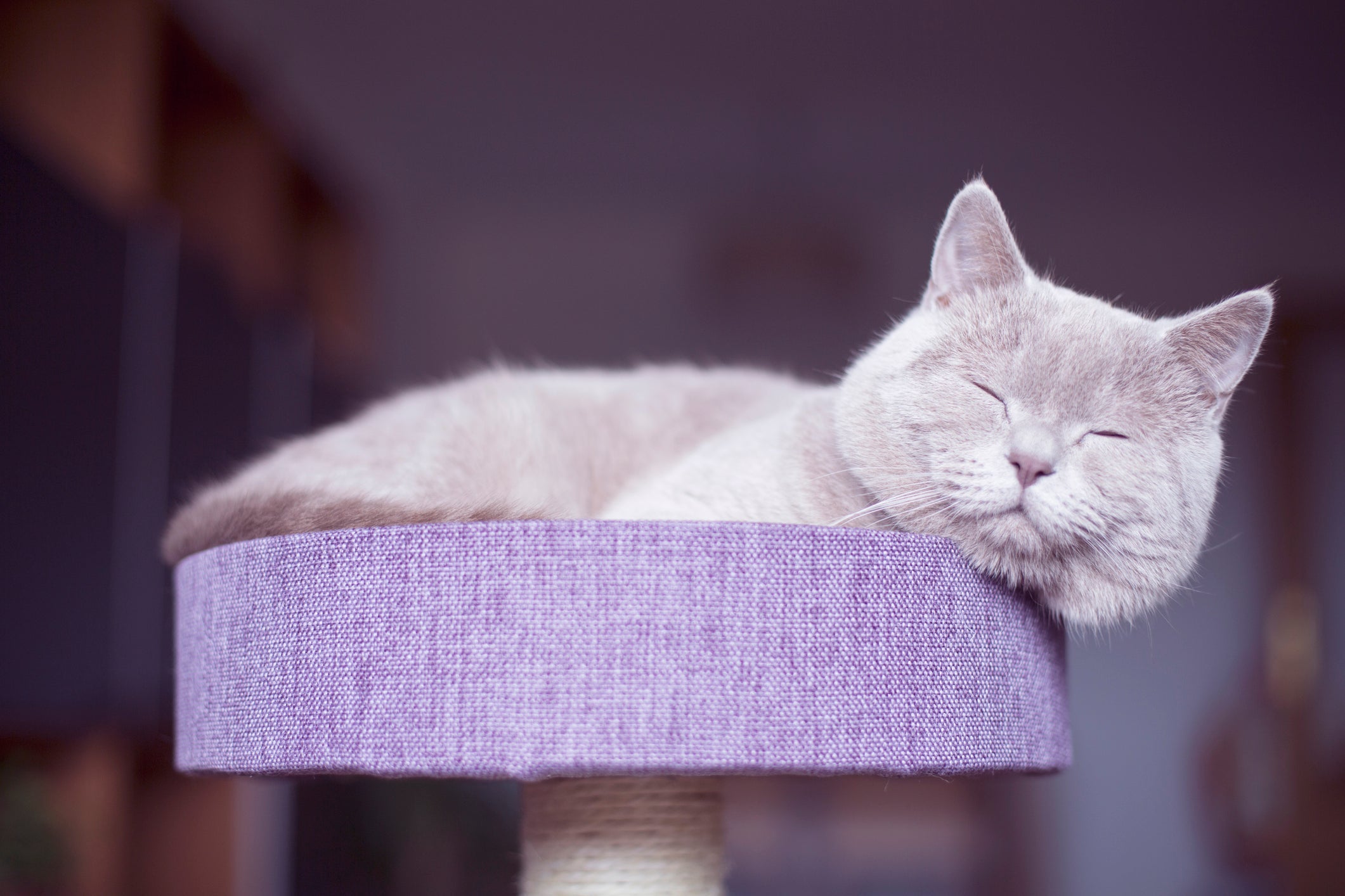A cor de gato lilás realça mais ainda na claridade