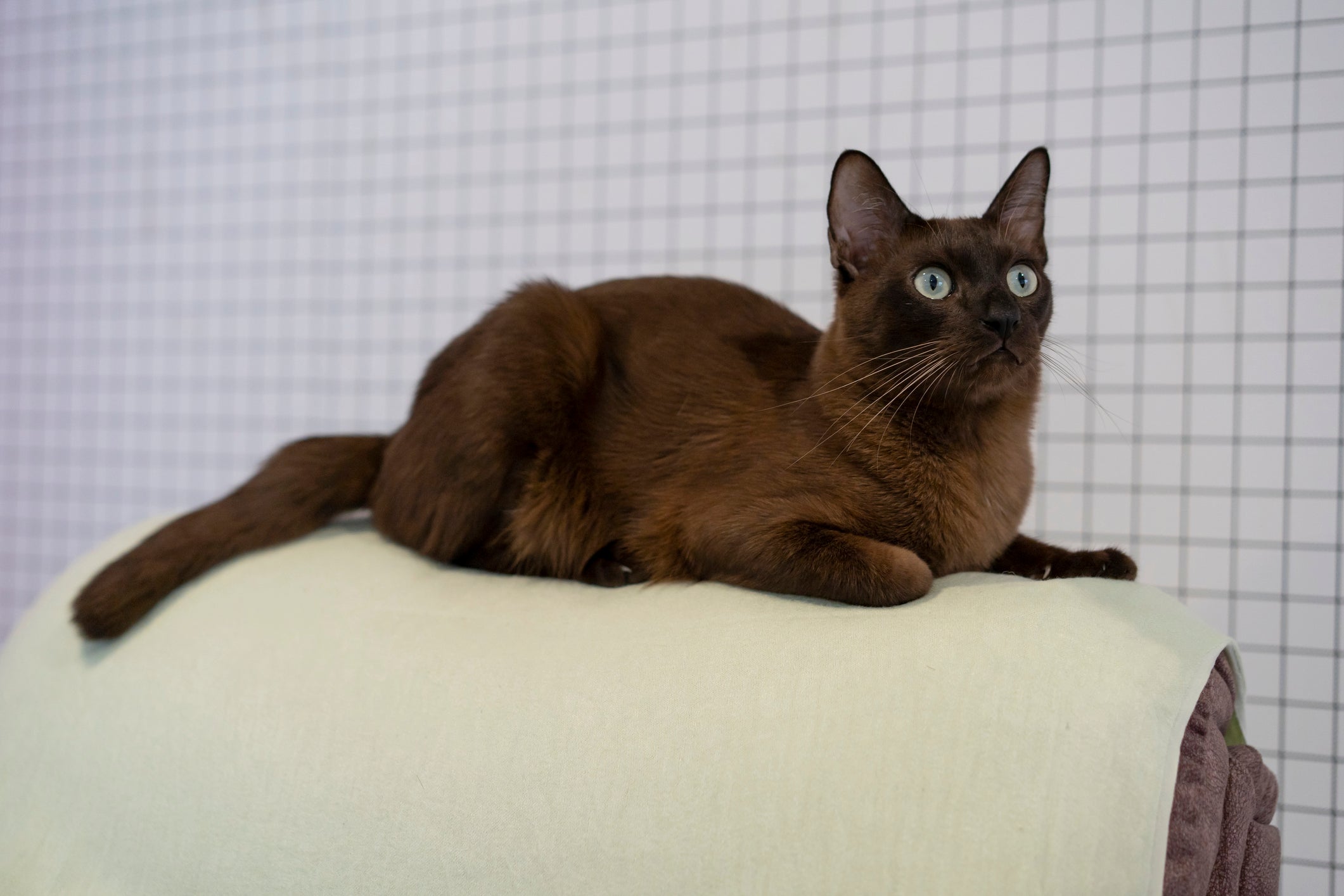 O gato marrom/chocolate chama a atenção dos gateiros 