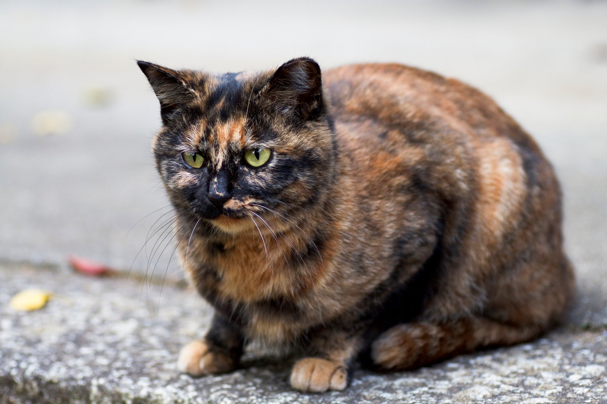 A coloração do gato escaminha parece com a cor de um casco de tartaruga