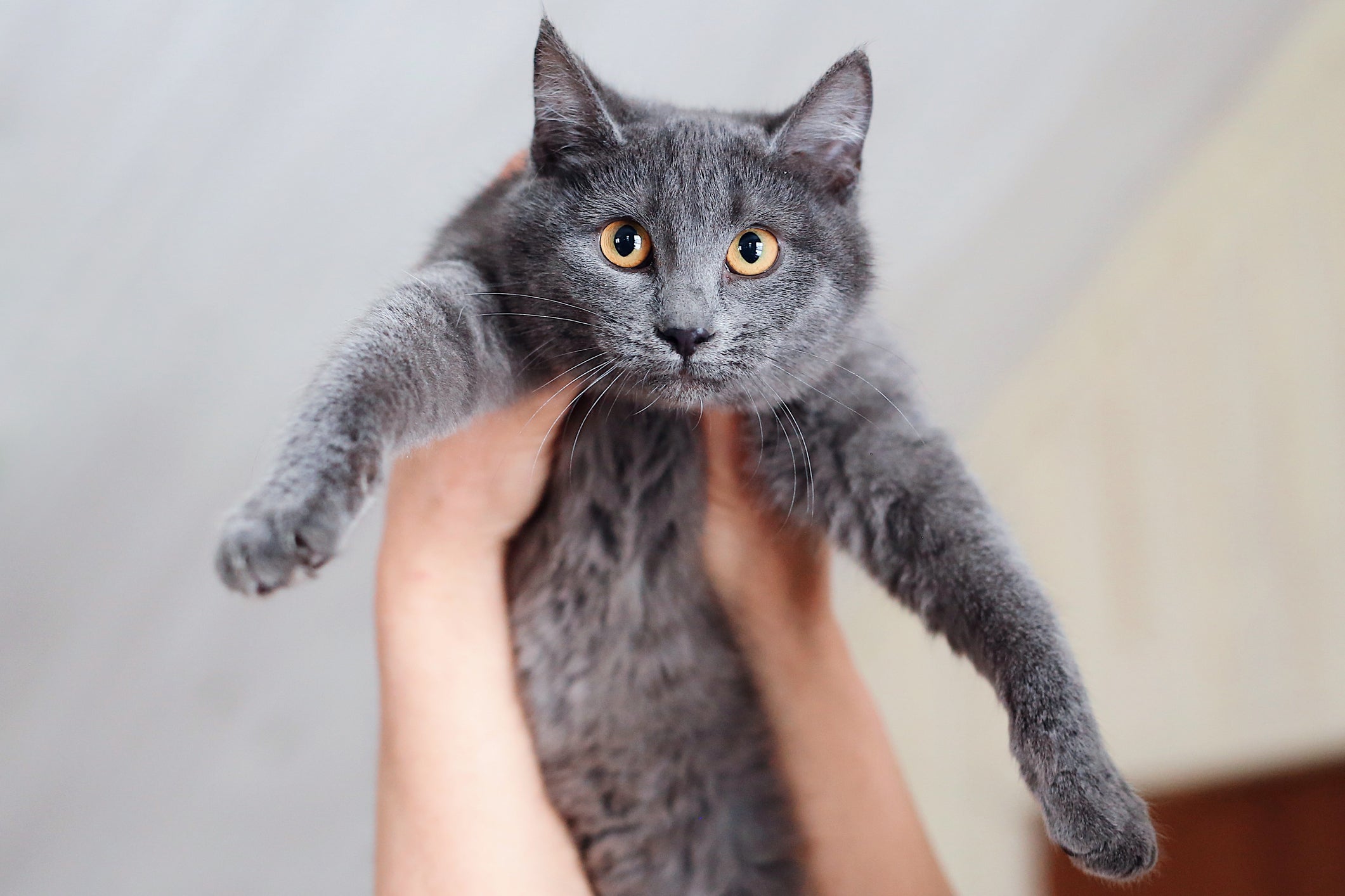 Os olhos do gato cinza geralmente são verdes ou amendoados 
