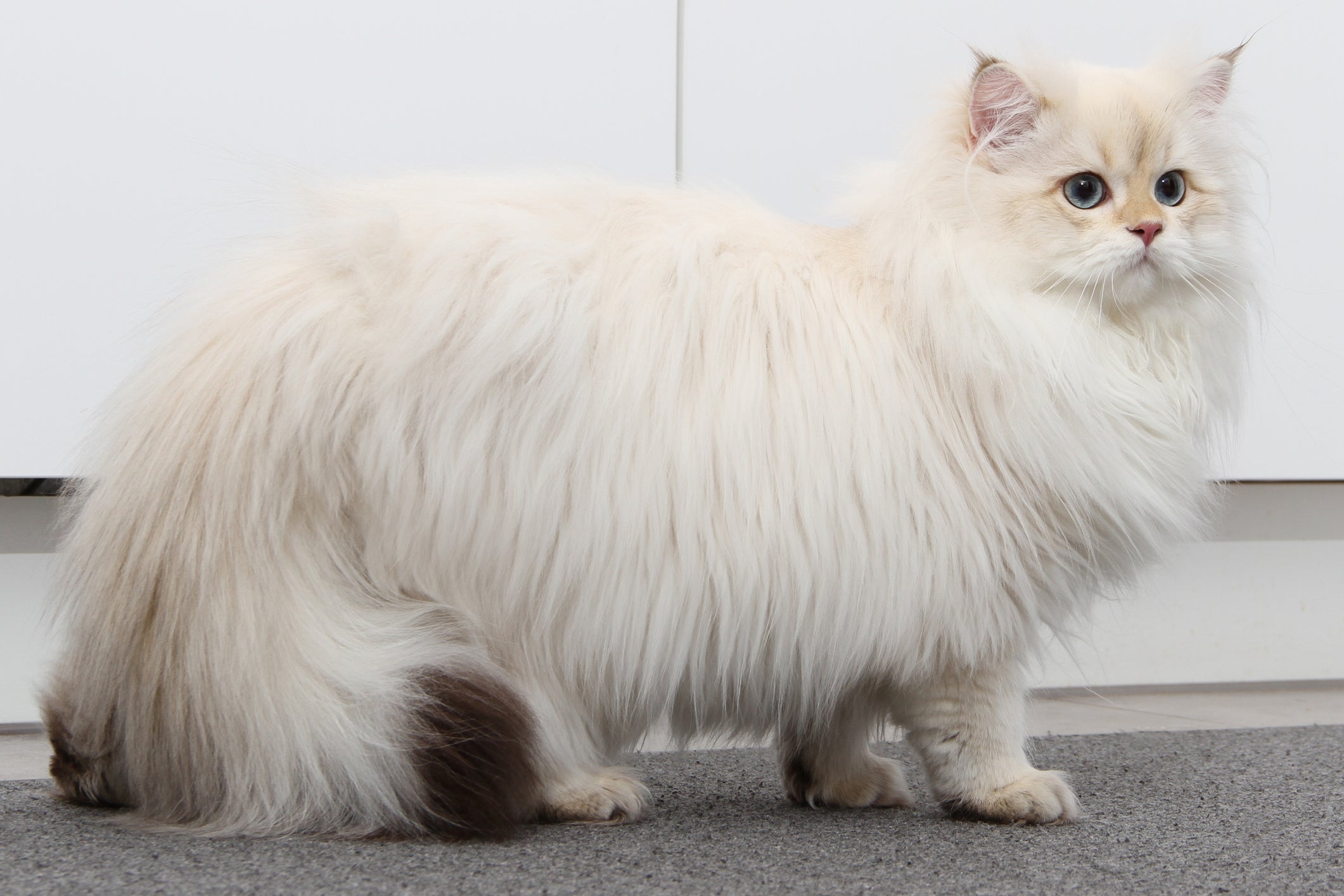 A pelagem de um gato chinchila aparenta estar desbotada 