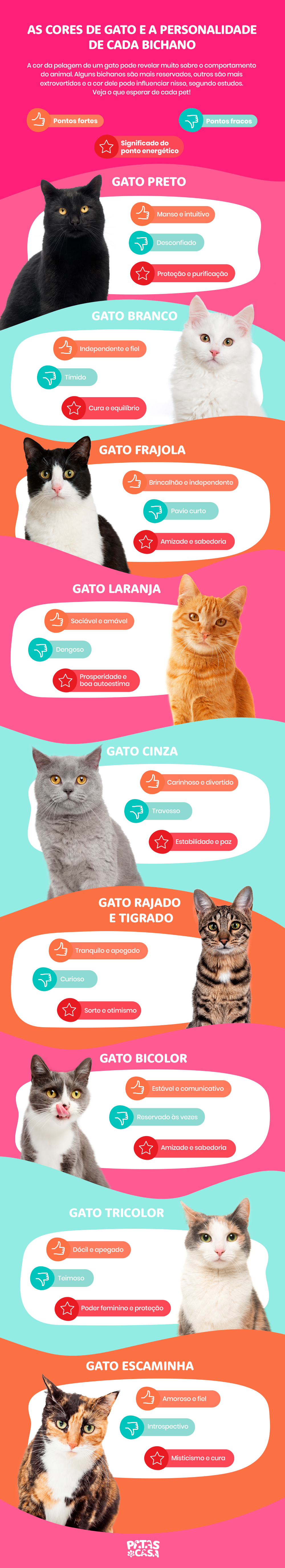 As cores de gatos podem ser bem diversas e influenciam na personalidade do animal