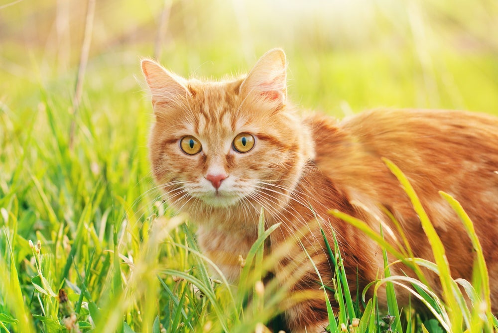 As cores de gatos estão intimamente relacionadas à genética desses animais