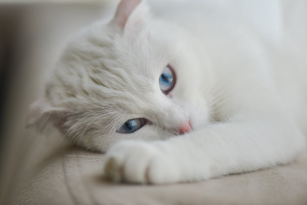 Cor de gato branco: como não se derreter por essa fofura?