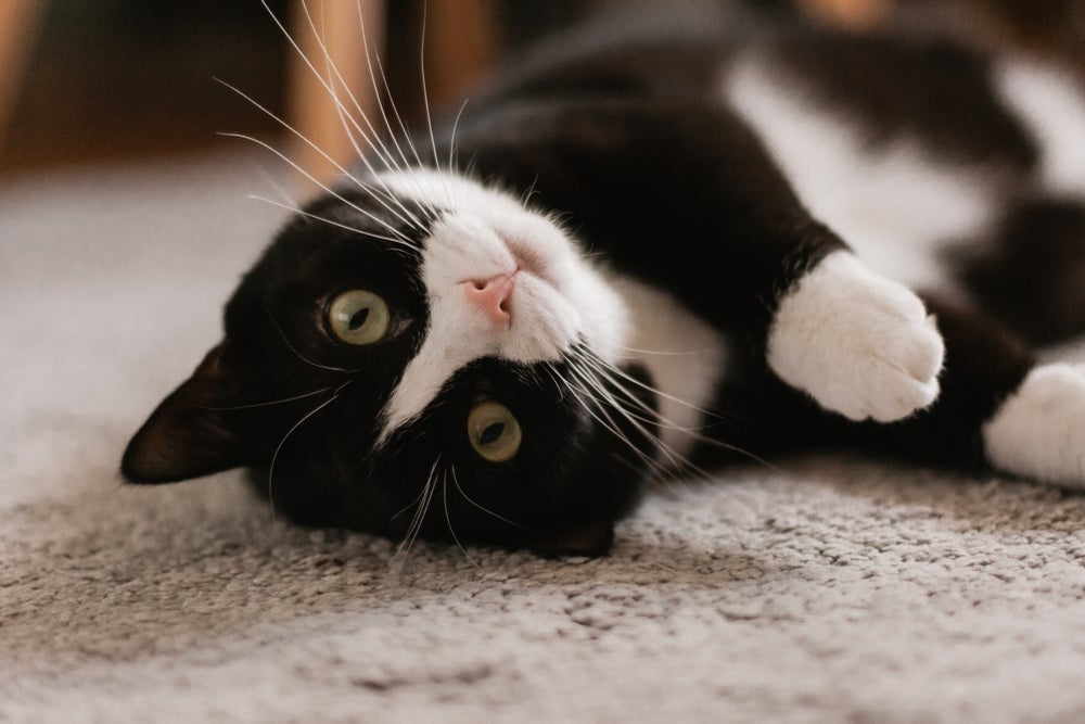 Cores de gato como o preto e branco têm um charme especial