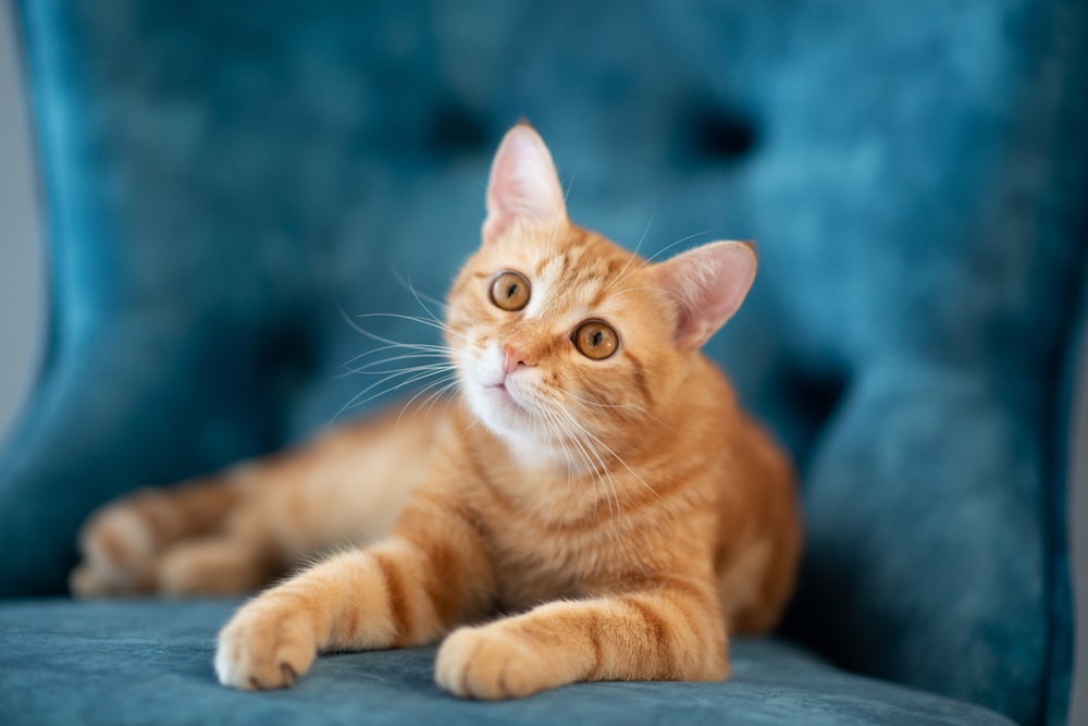 Das cores de gatos, o laranjinha é um que se destaca