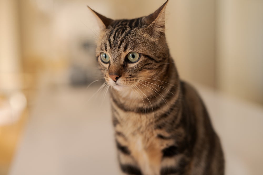 A cor de gato mais popular é o malhadinho