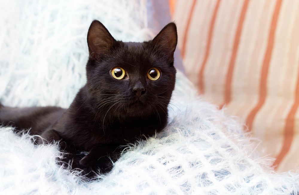 A cor de gato preto tem um forte significado
