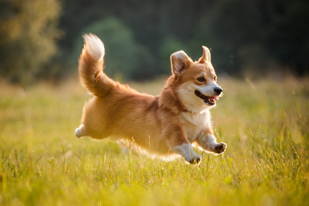 Como adestrar um cachorro Corgi não é difícil, a convivência é ótima
