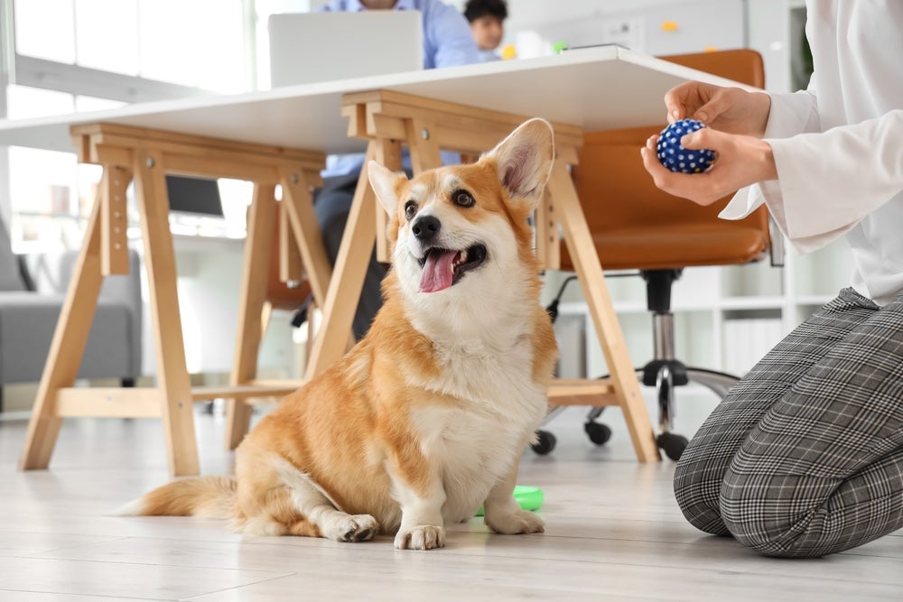 O Corgi é um super companheiro, mas precisa de certos cuidados