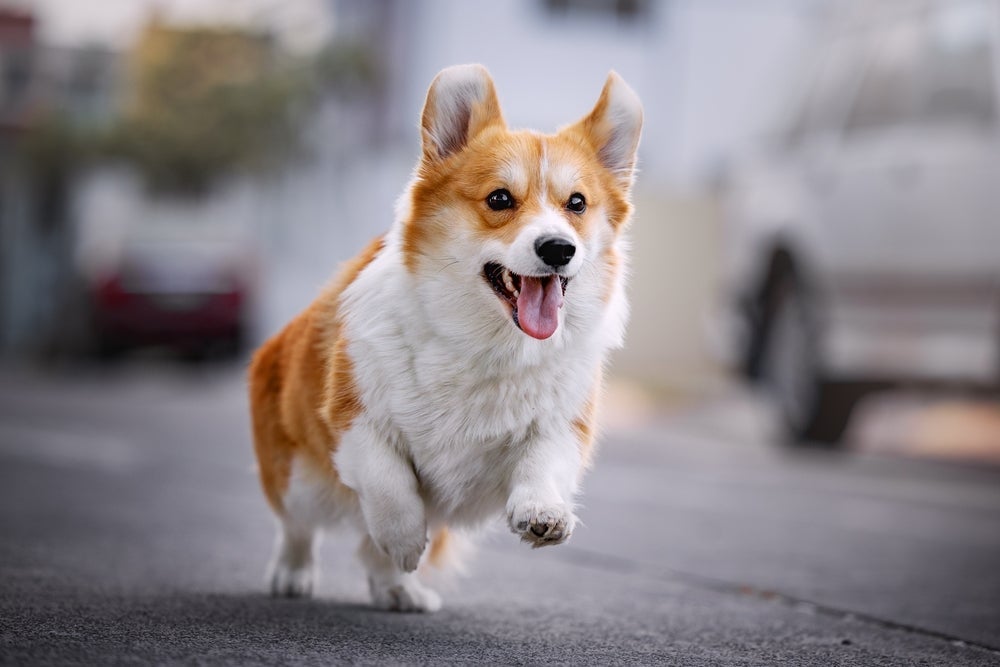 O Corgi era criado para cuidar do gado e proteger a família 