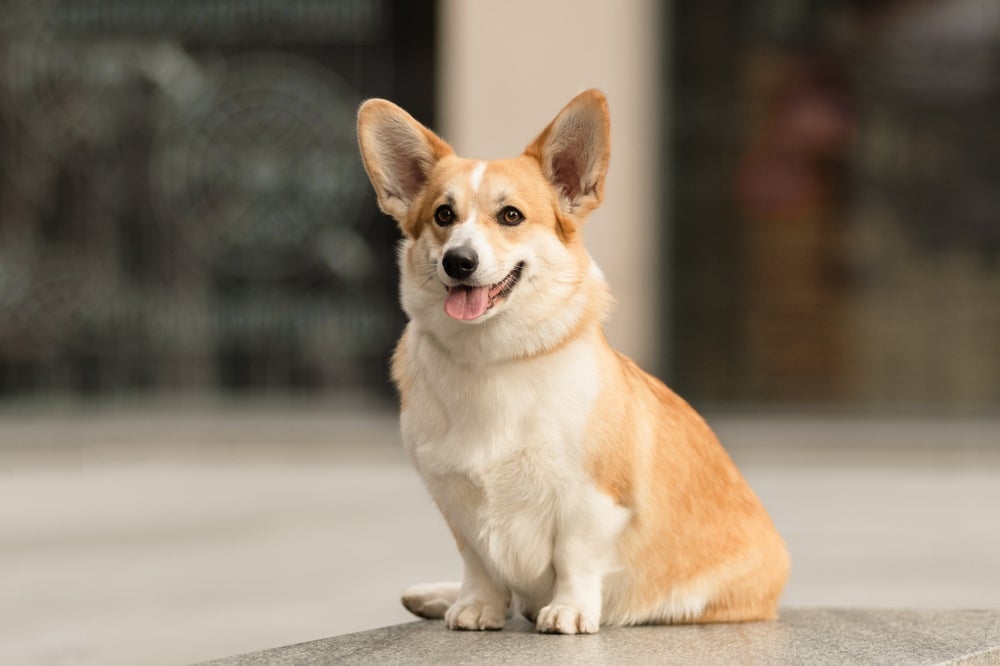 O Corgi é um dos maiores exemplos de cachorros inteligentes com tamanho pequeno