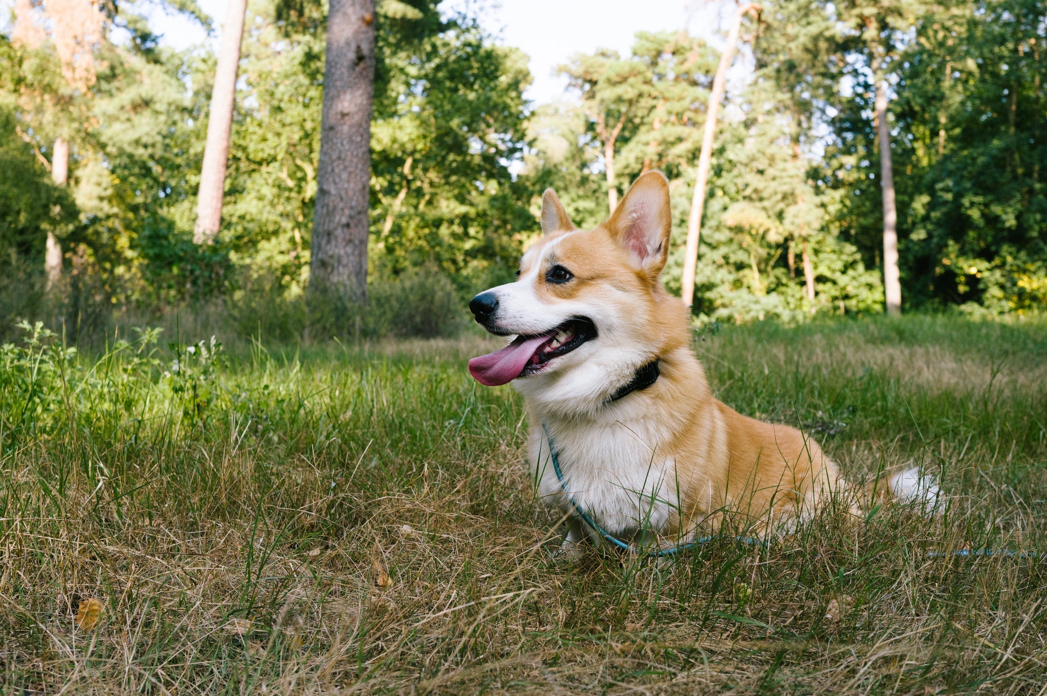 O Corgi se assusta facilmente