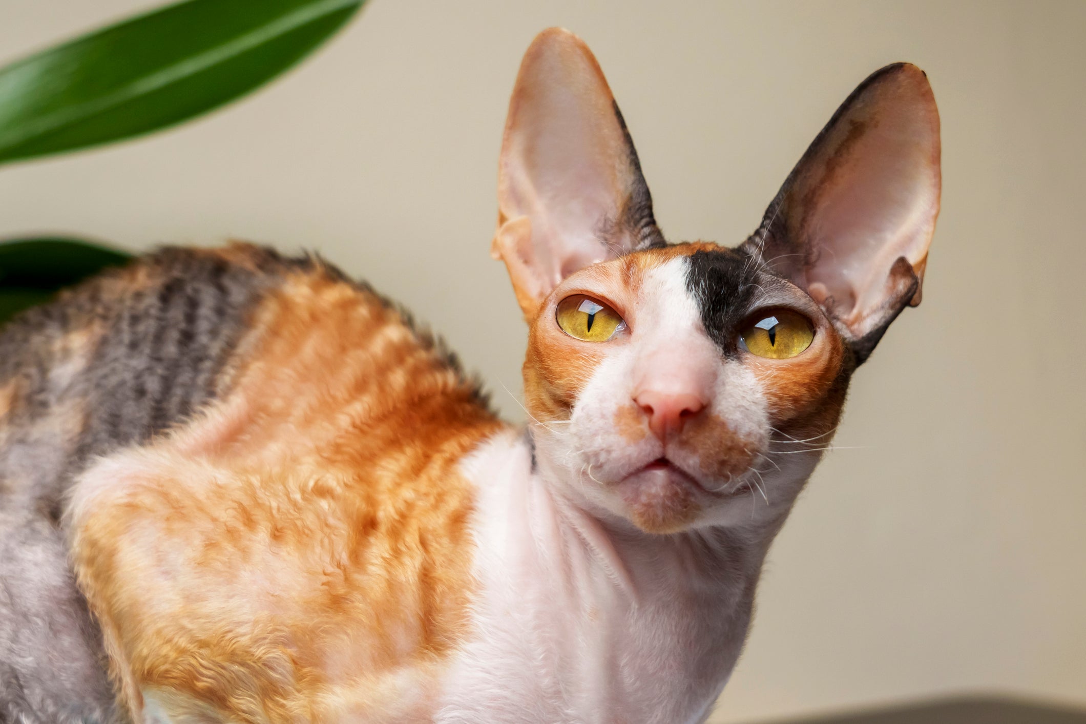 Como saber se o gato é fêmea: a maioria dos felinos tricolores são do sexo feminino